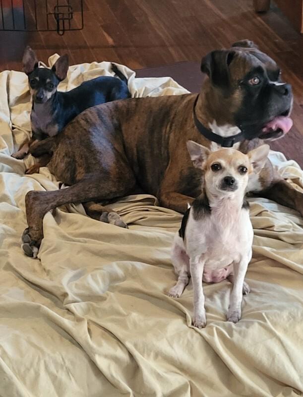 Ladybug, Adoptable, Adult Female Chihuahua.