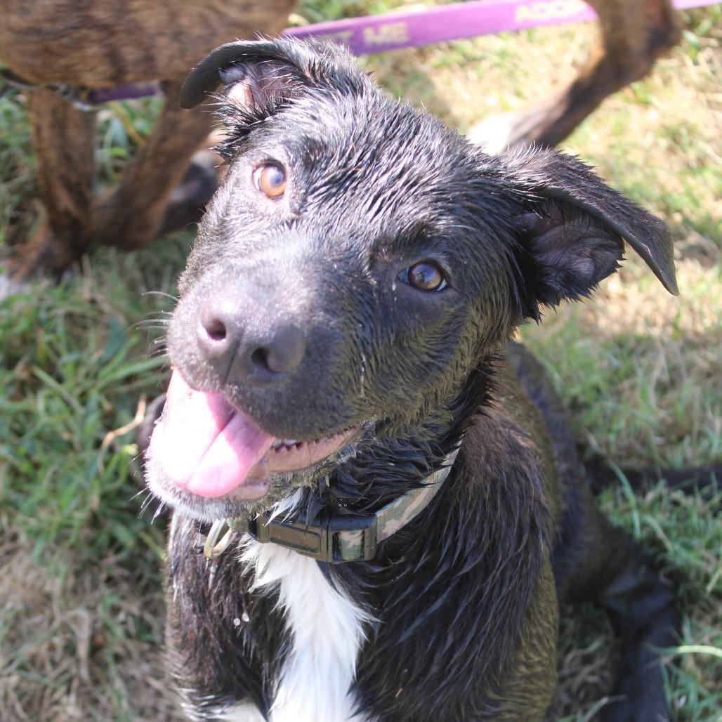 Rina, Adoptable, Young Female Mastiff & Mixed Breed.