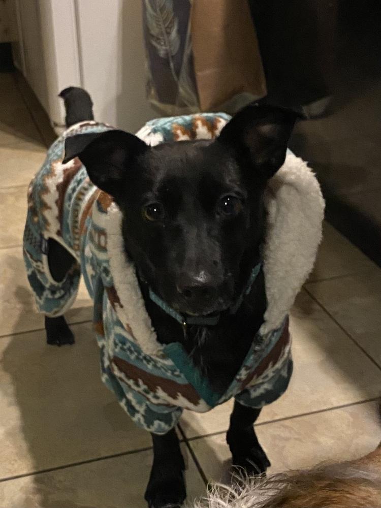 Enlarge Buddy G, a Adoptable mixed breed image 1/4