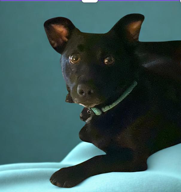 Enlarge Buddy G, a Adoptable mixed breed image 2/4