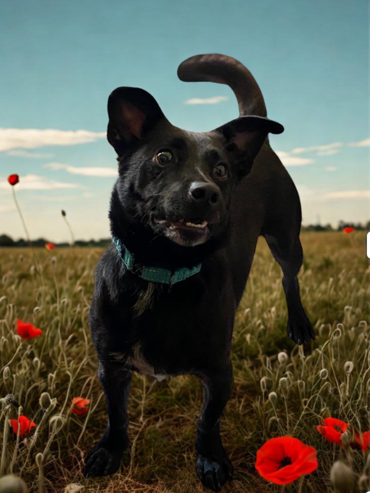 Enlarge Buddy G, a Adoptable mixed breed image 3/4