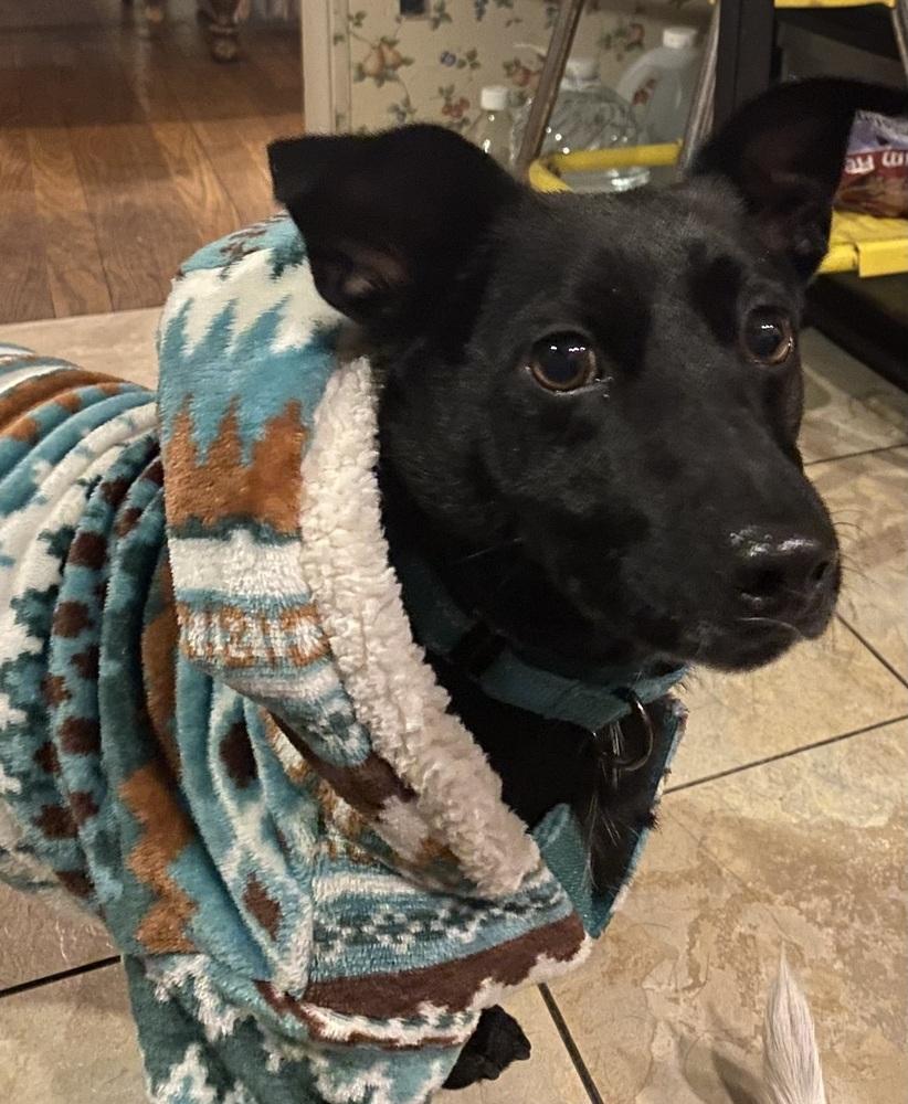 Enlarge Buddy G, a Adoptable mixed breed image 4/4