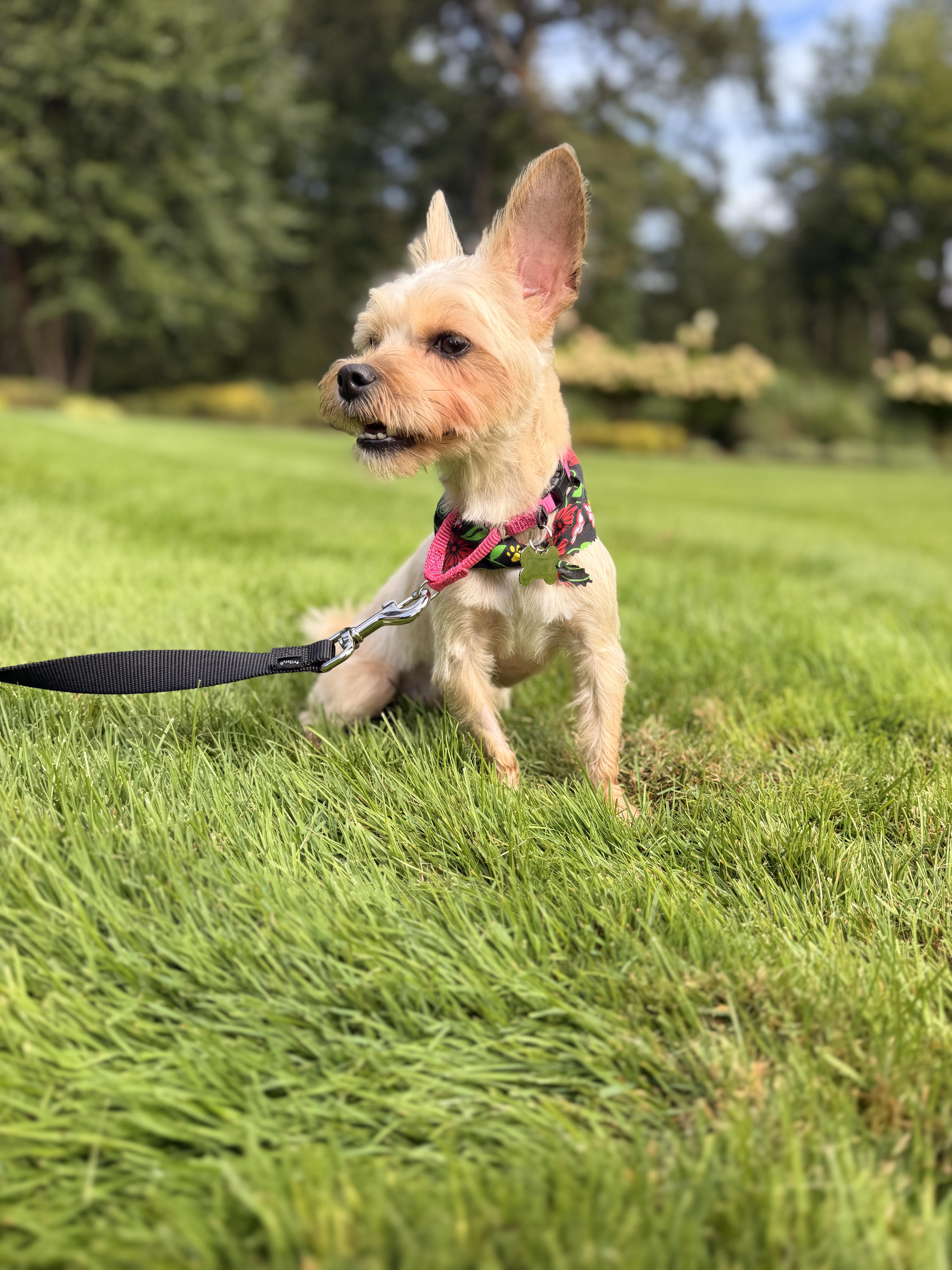 Enlarge Miss Sassy, a Adopted mixed breed in Thornwood, NY image 5/6