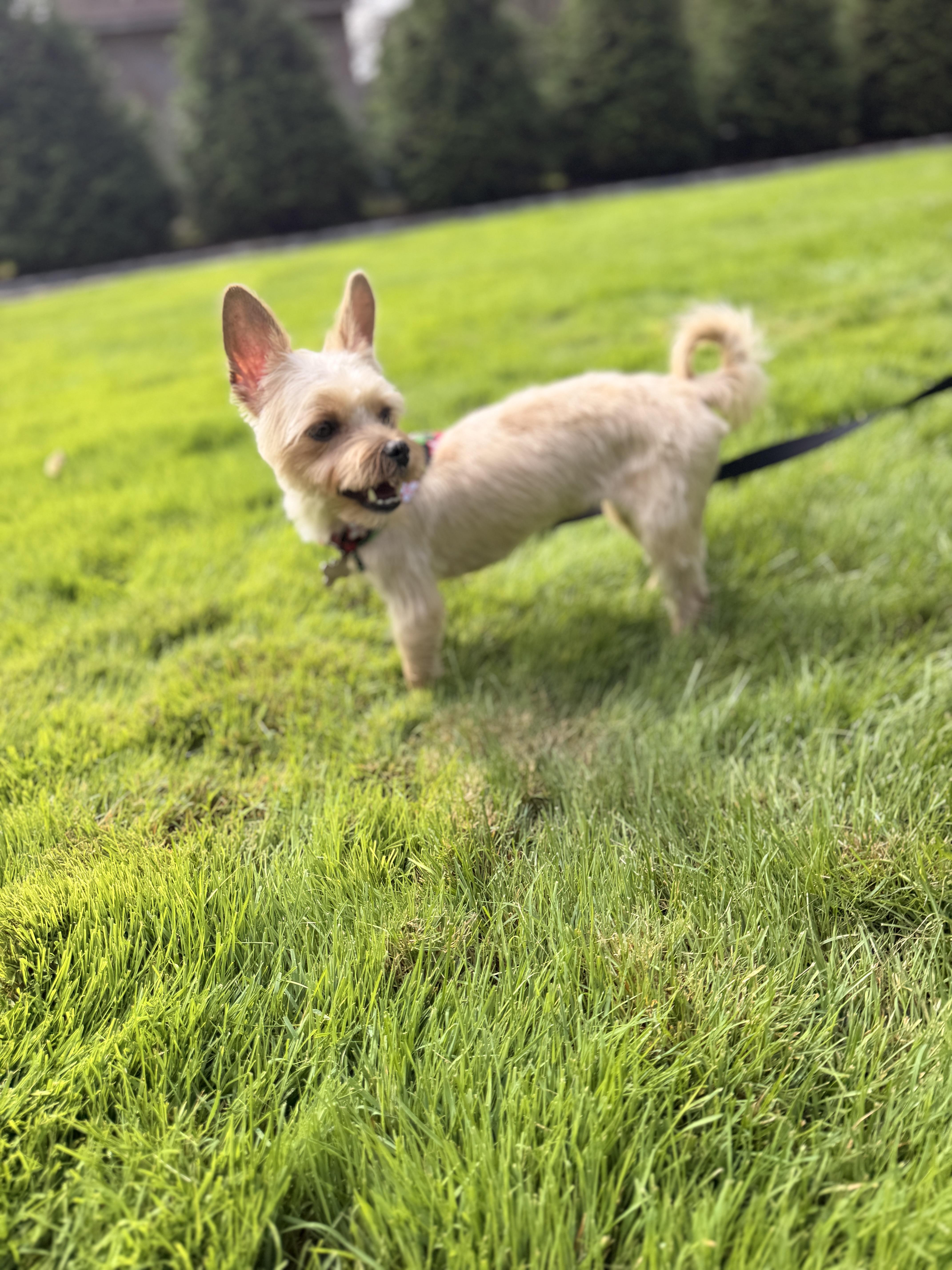 Enlarge Miss Sassy, a Adopted mixed breed in Thornwood, NY image 4/6