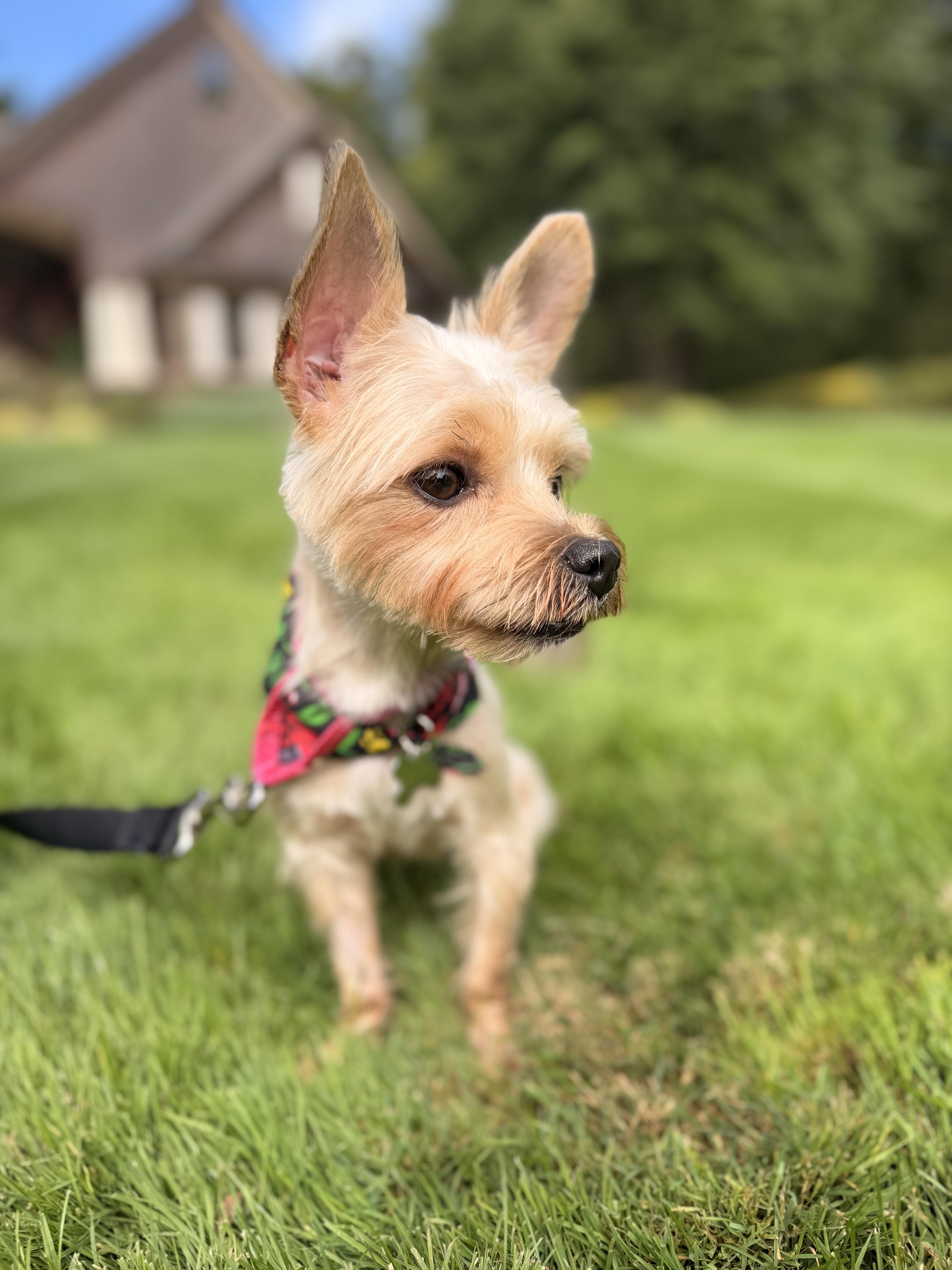 Enlarge Miss Sassy, a Adopted mixed breed in Thornwood, NY image 6/6
