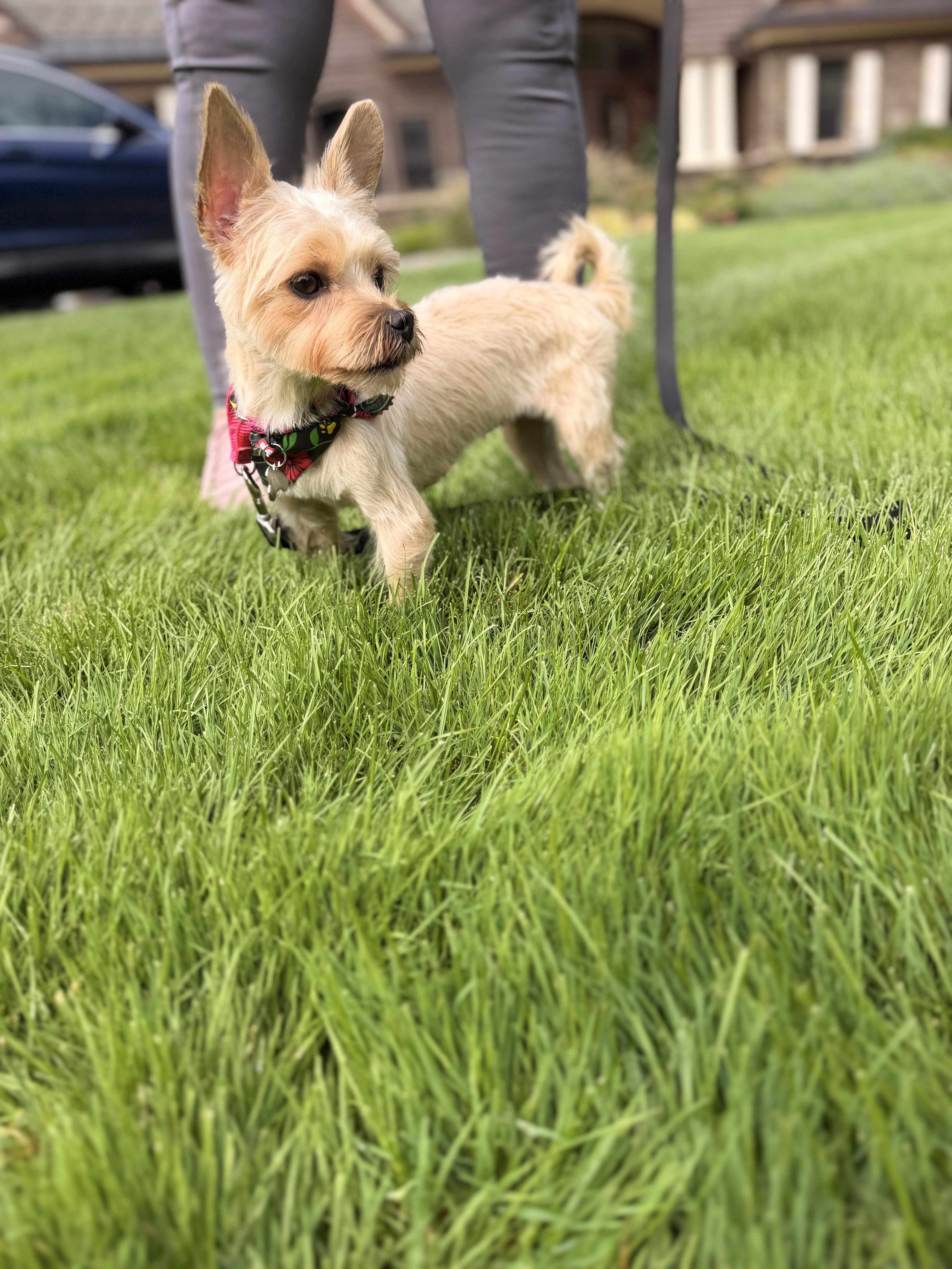 Enlarge Miss Sassy, a Adopted mixed breed in Thornwood, NY image 2/6