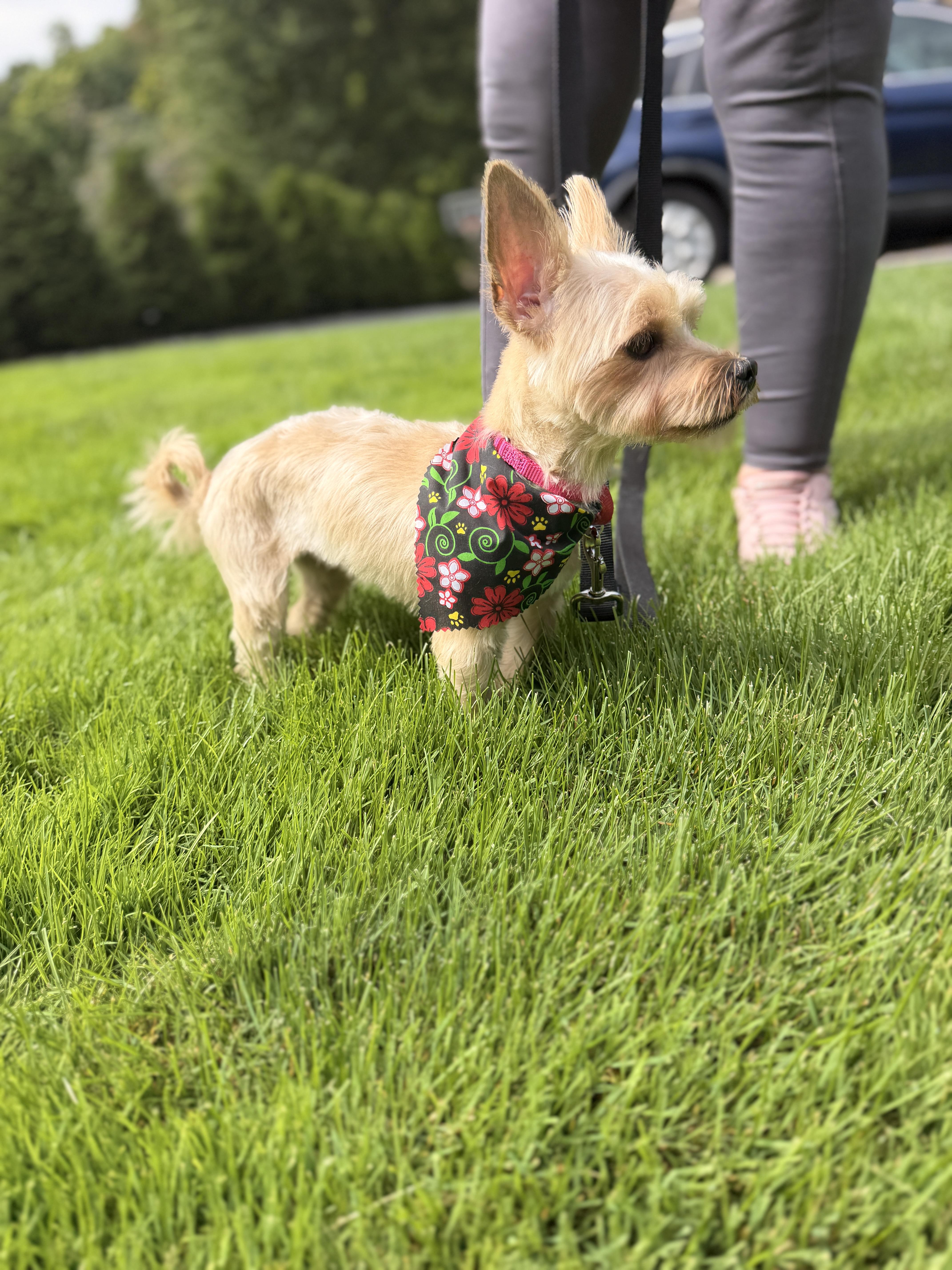 Enlarge Miss Sassy, a Adopted mixed breed in Thornwood, NY image 1/6