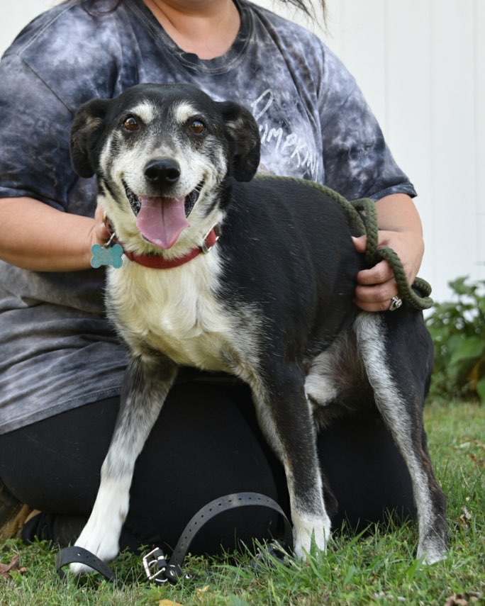 Gus - Long Island, Adopted, Senior Male Border Collie.