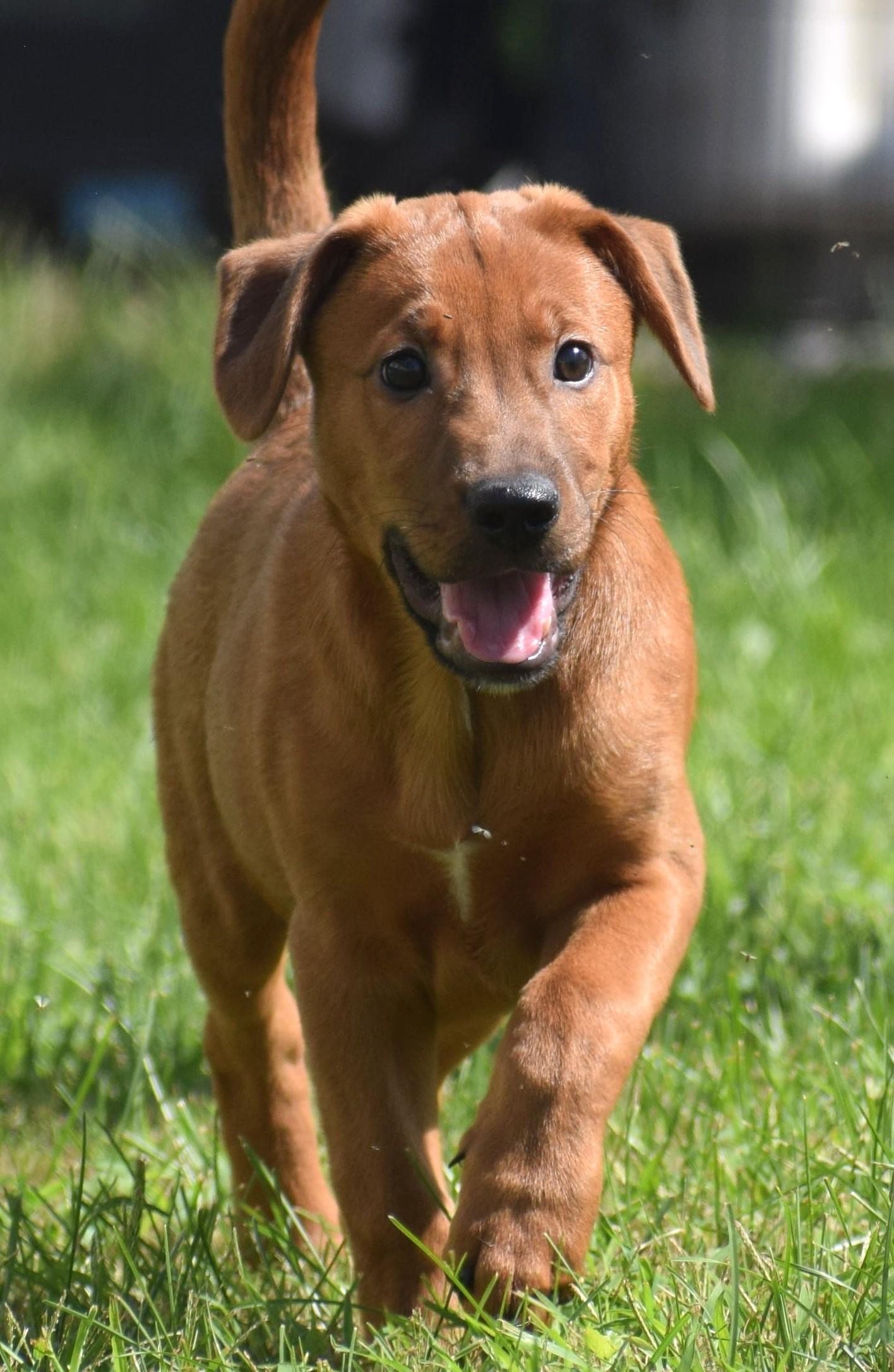 2026Louie, Adopted, Puppy Male Labrador Retriever.