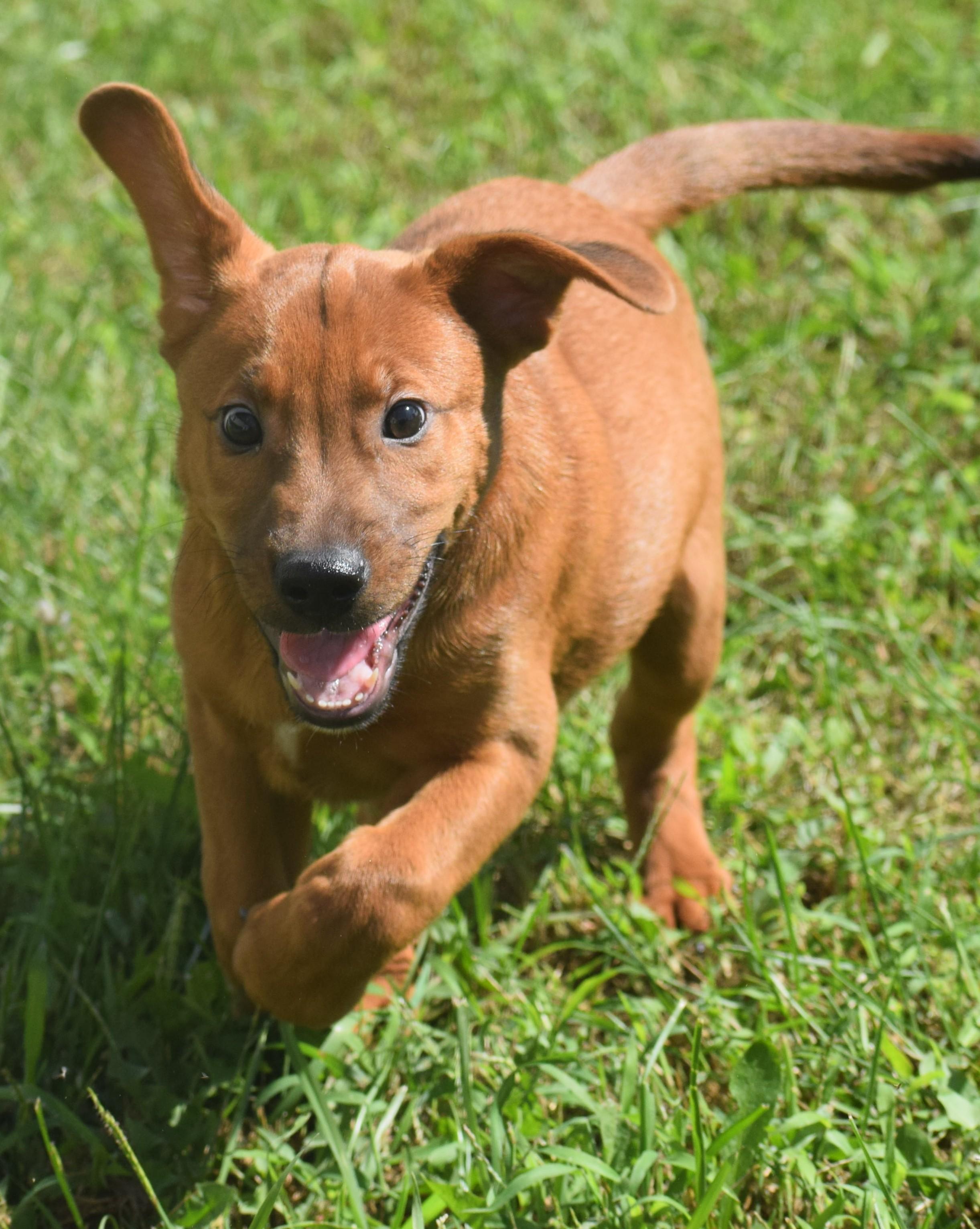 Enlarge 2026Louie, a Adopted mixed breed in Frederick, MD image 2/6