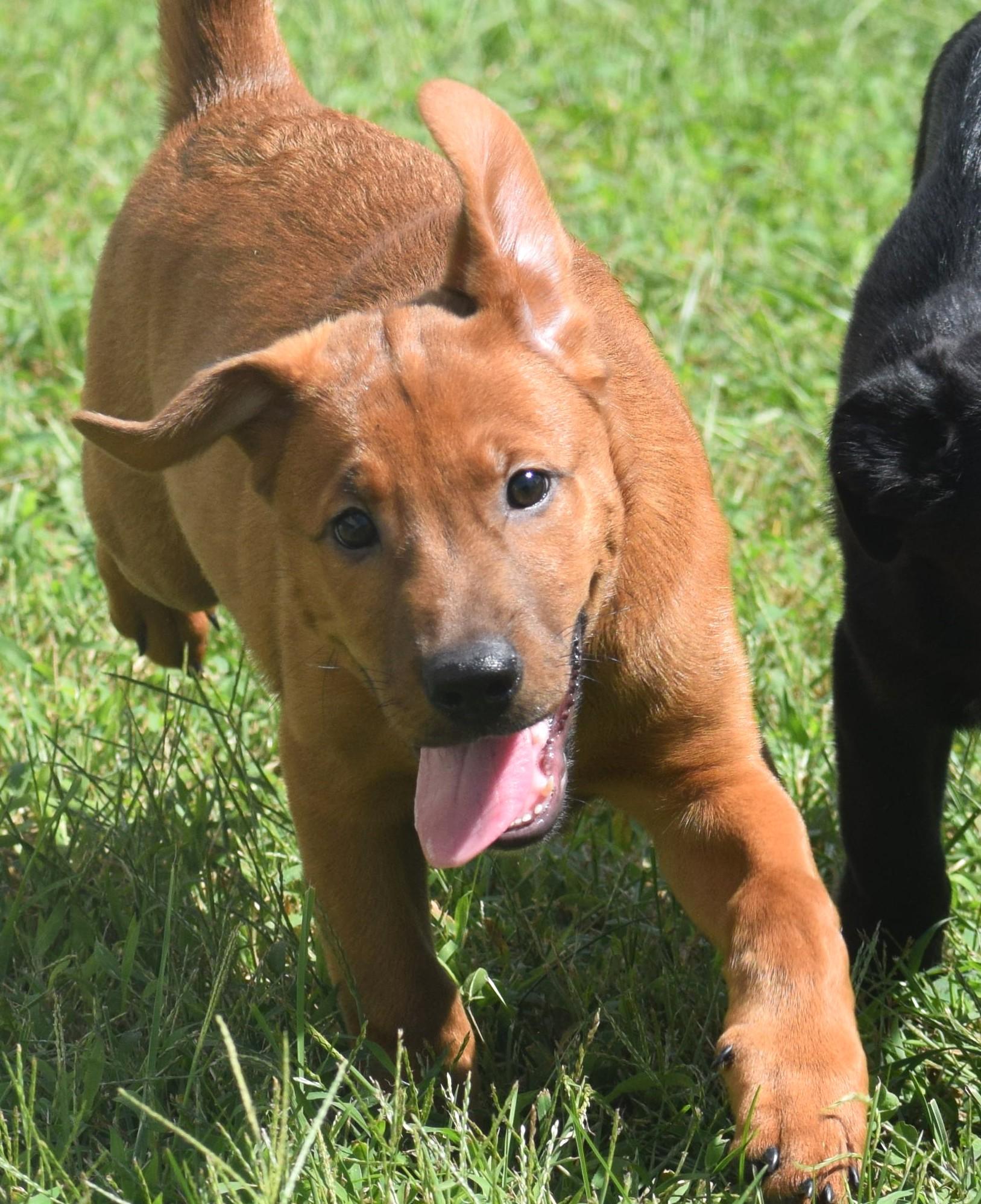 Enlarge 2026Louie, a Adopted mixed breed in Frederick, MD image 3/6