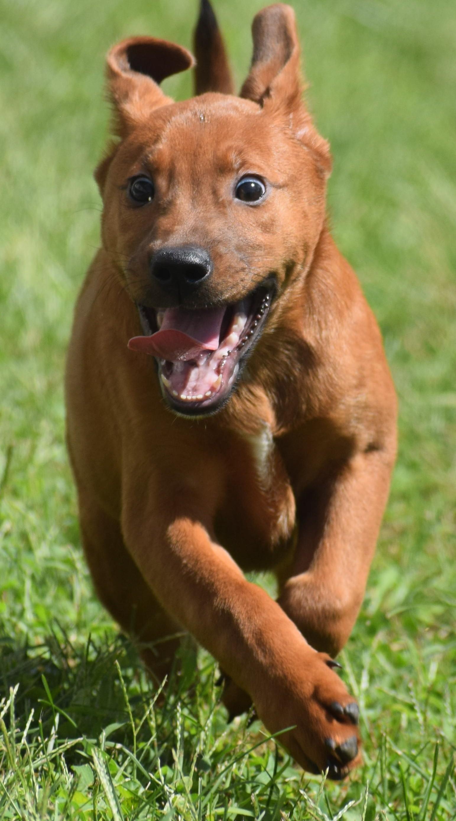 Enlarge 2026Louie, a Adopted mixed breed in Frederick, MD image 6/6