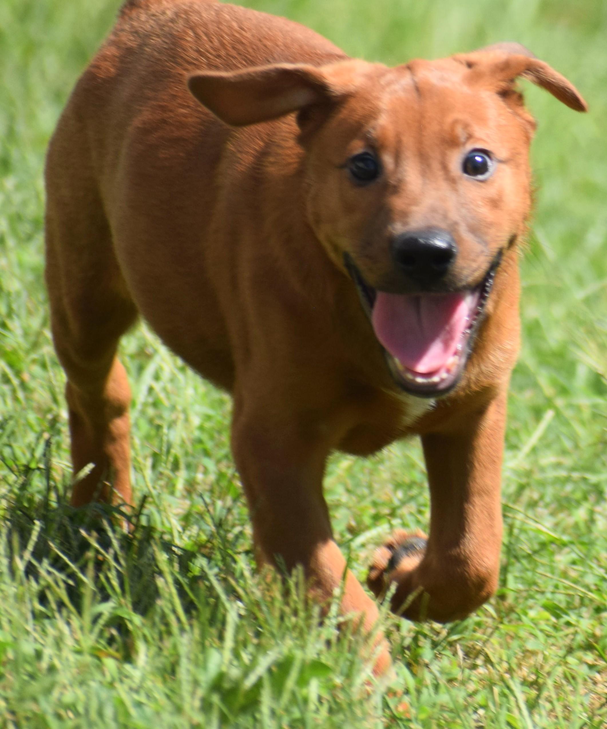 Enlarge 2026Louie, a Adopted mixed breed in Frederick, MD image 4/6