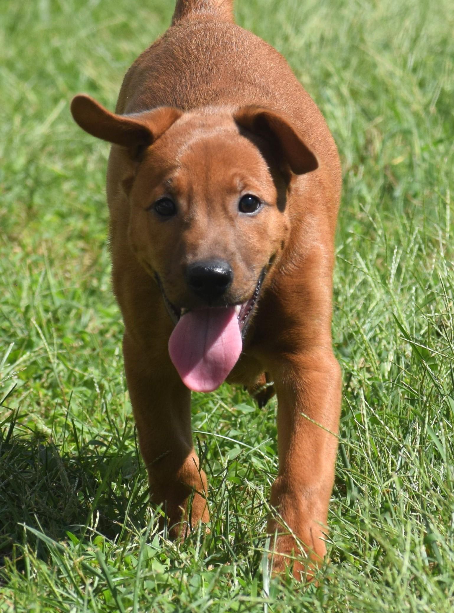 Enlarge 2026Louie, a Adopted mixed breed in Frederick, MD image 5/6