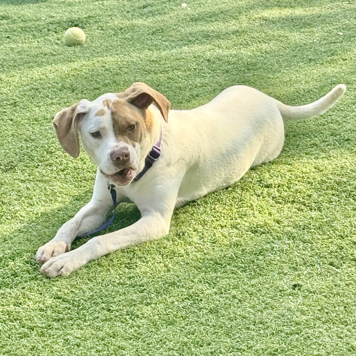 Fin, Young Male Mixed Breed