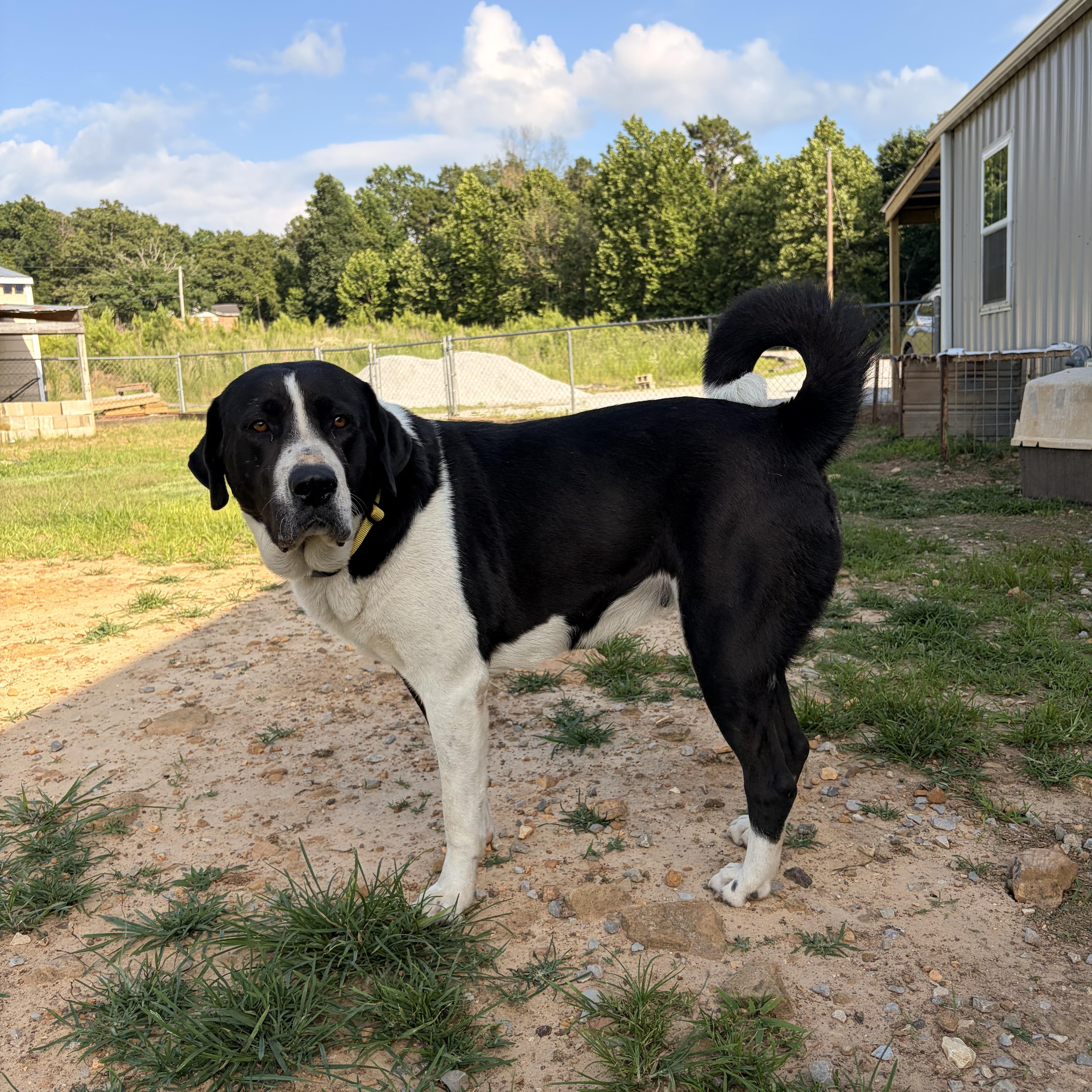 Enlarge Chicka, an adoptable mixed breed in Melbourne, AR image 2/5