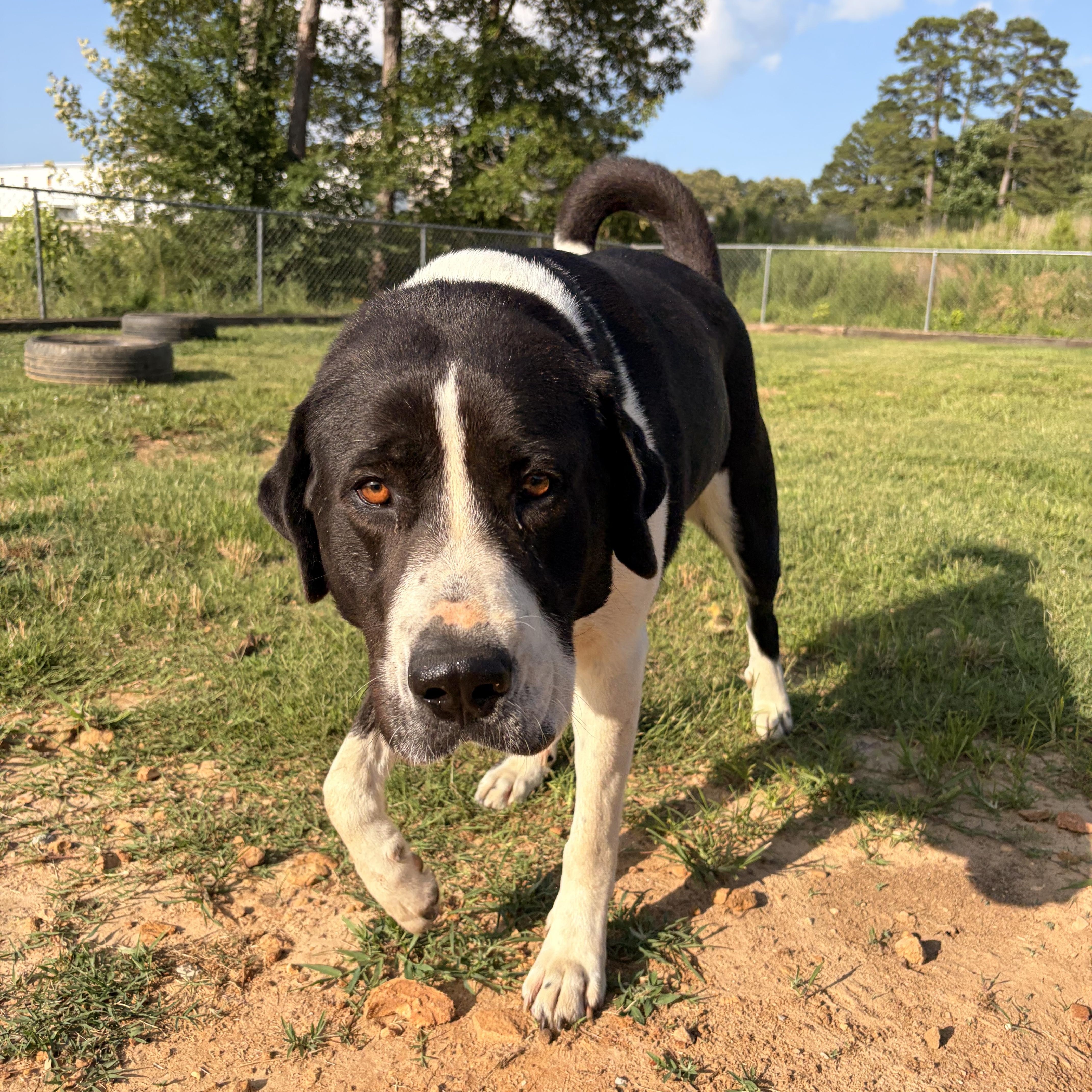 Enlarge Chicka, an adoptable mixed breed in Melbourne, AR image 3/5