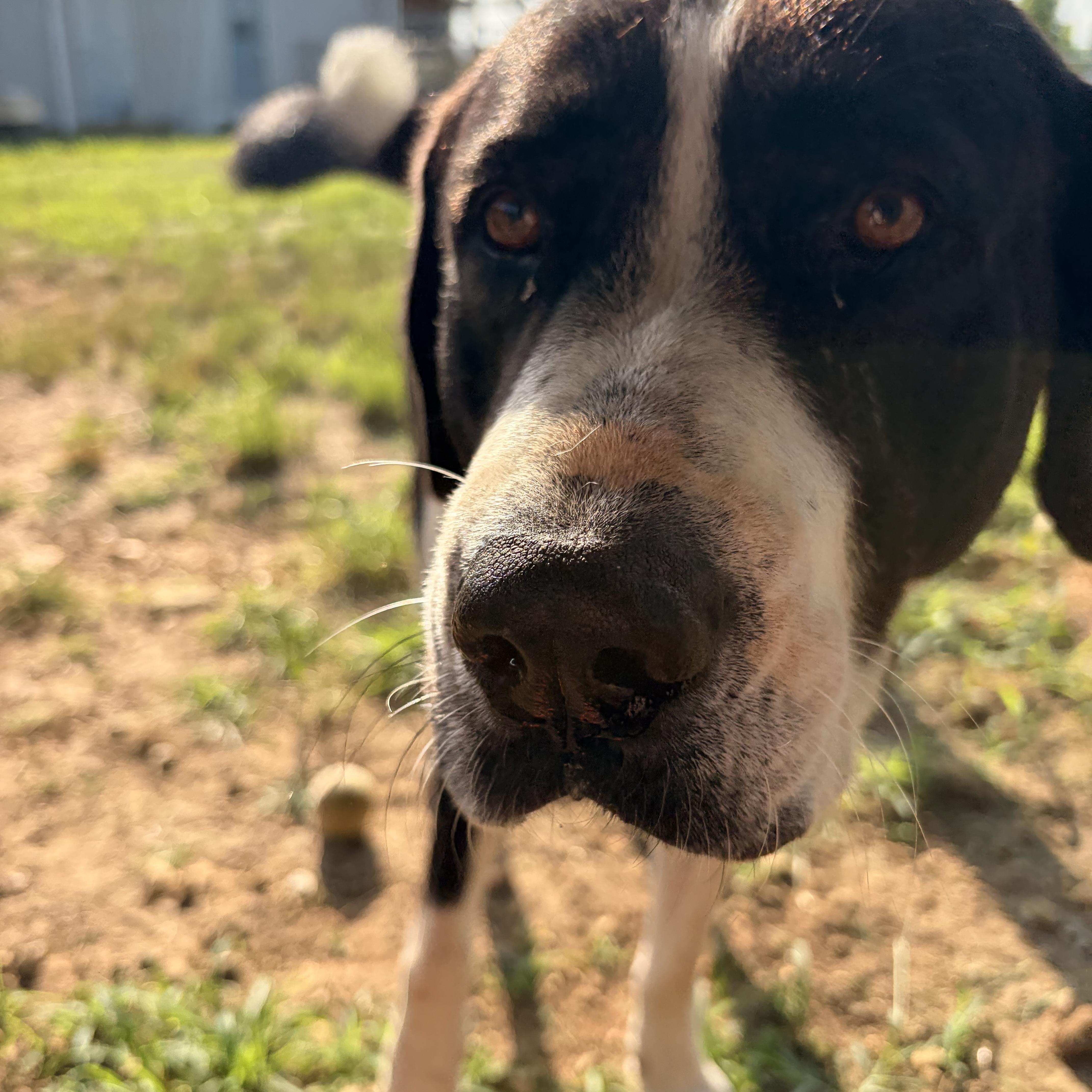 Enlarge Chicka, an adoptable mixed breed in Melbourne, AR image 5/5