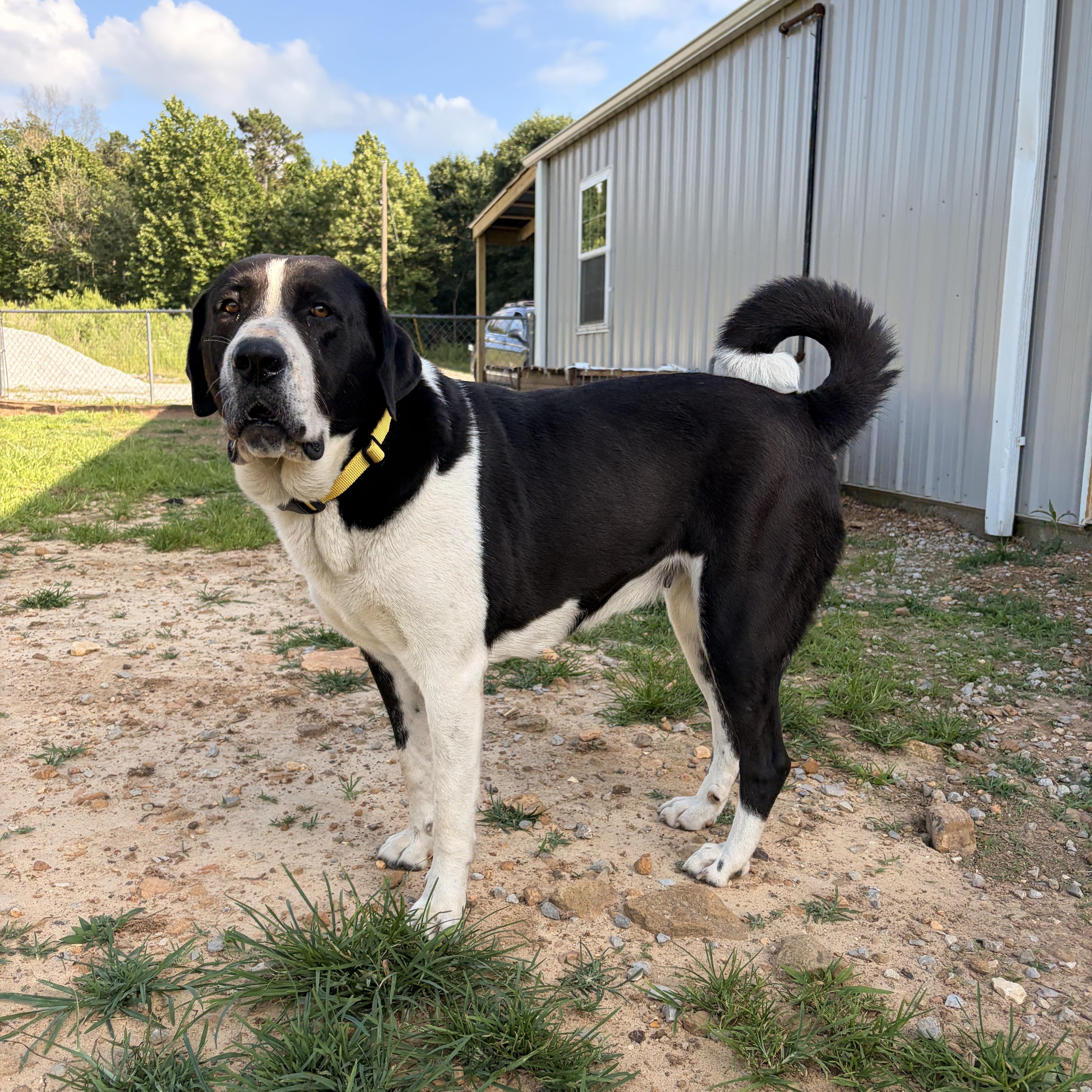 Enlarge Chicka, an adoptable mixed breed in Melbourne, AR image 4/5
