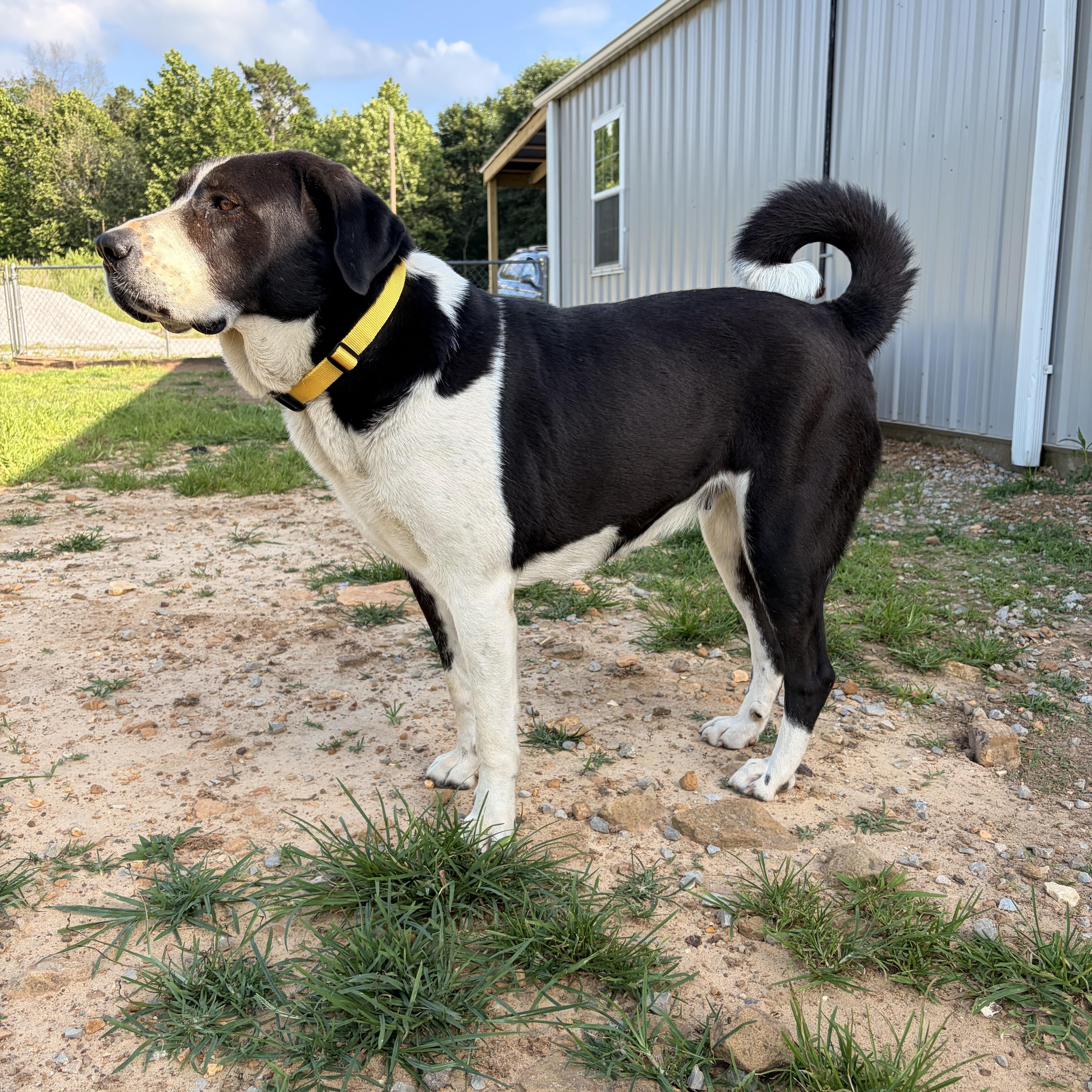 Chicka, adoptable, Young Female Great Pyrenees.