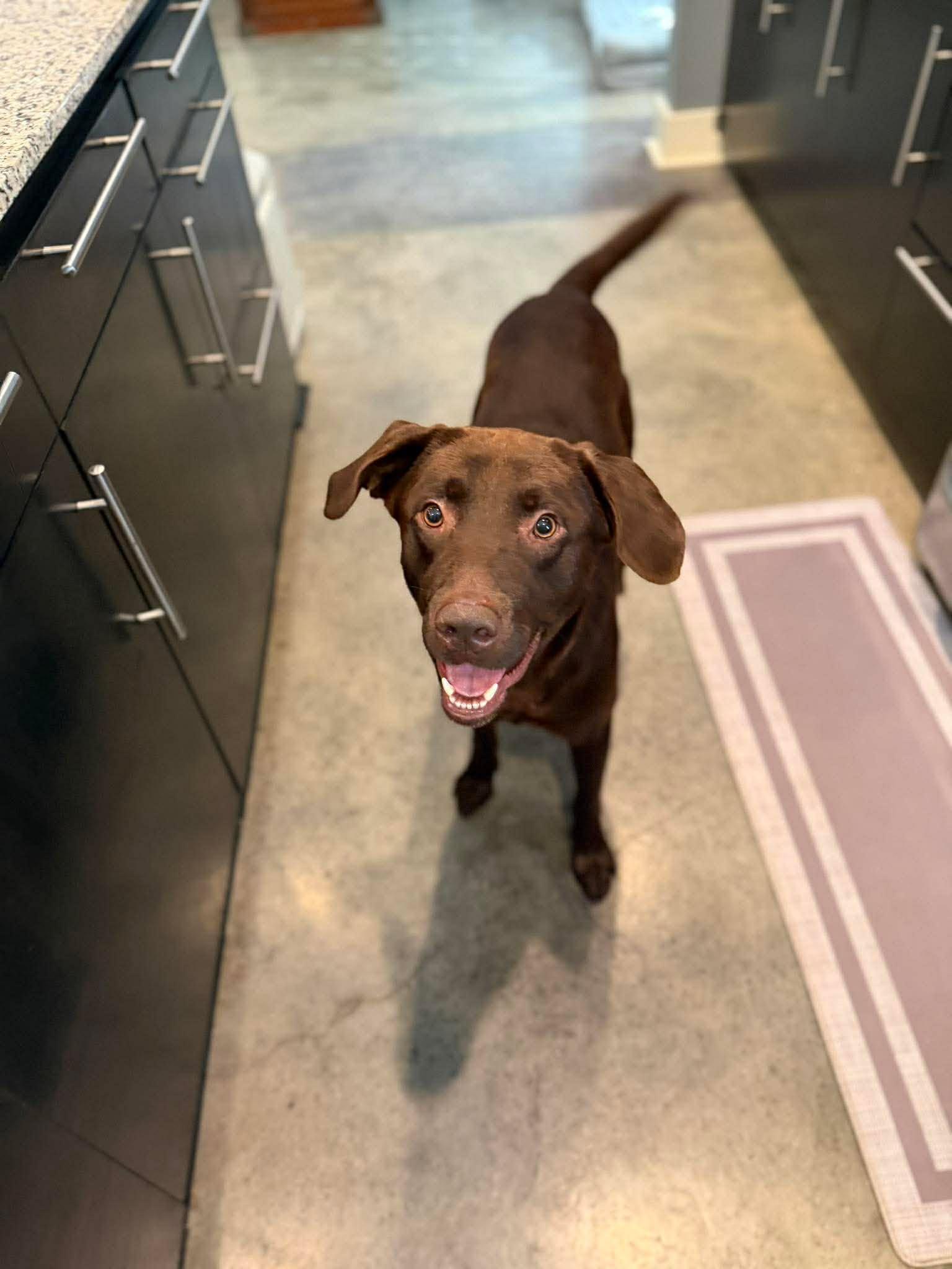 Andy 23, a ADOPTABLE Chocolate Labrador Retriever in Killingworth, CT image 2/6