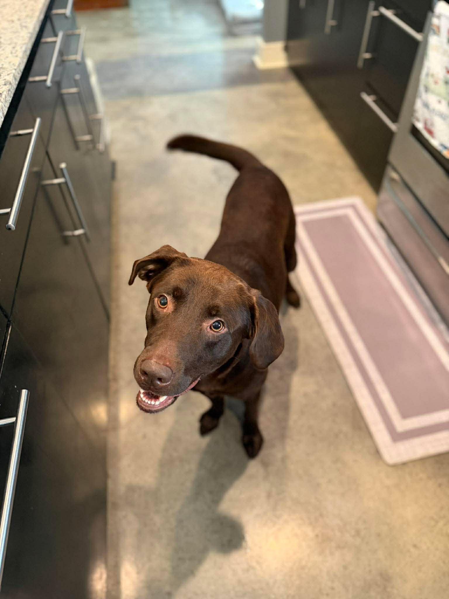 Andy 23, a ADOPTABLE Chocolate Labrador Retriever in Killingworth, CT image 4/6