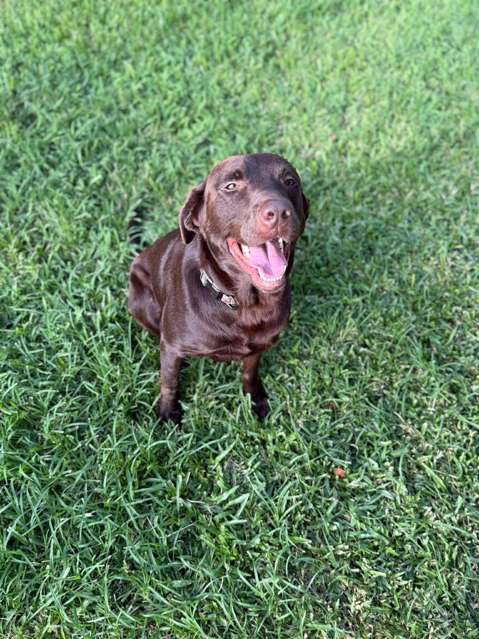 Andy 23, a ADOPTABLE Chocolate Labrador Retriever in Killingworth, CT image 1/6