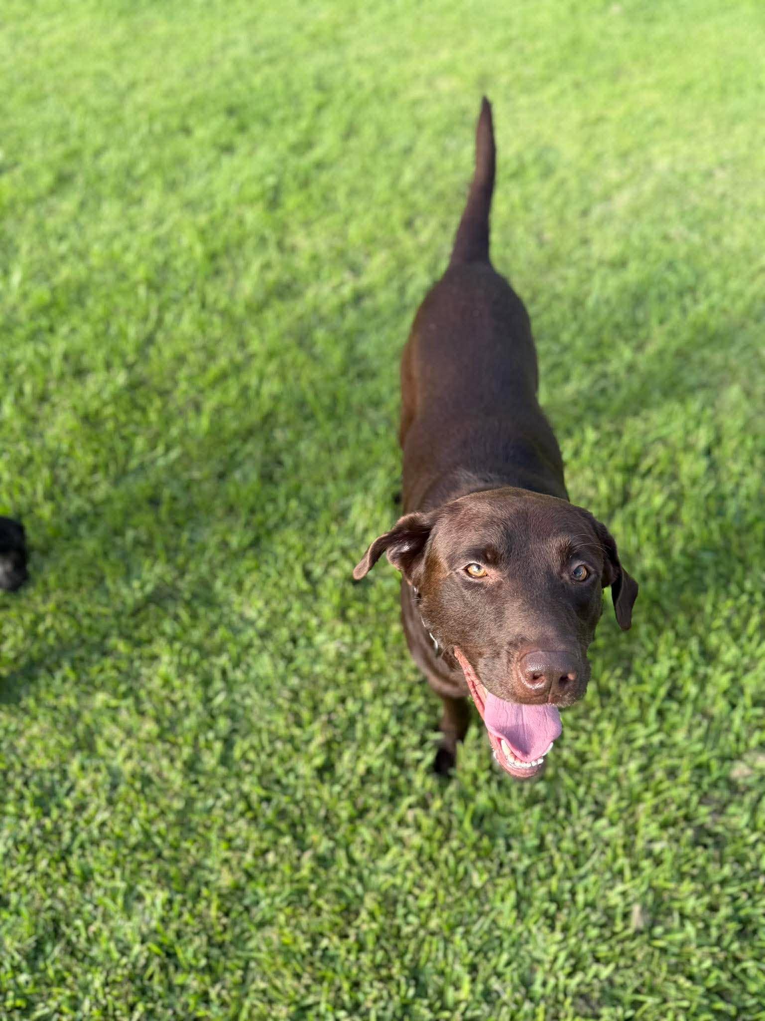 Andy 23, a ADOPTABLE Chocolate Labrador Retriever in Killingworth, CT image 3/6