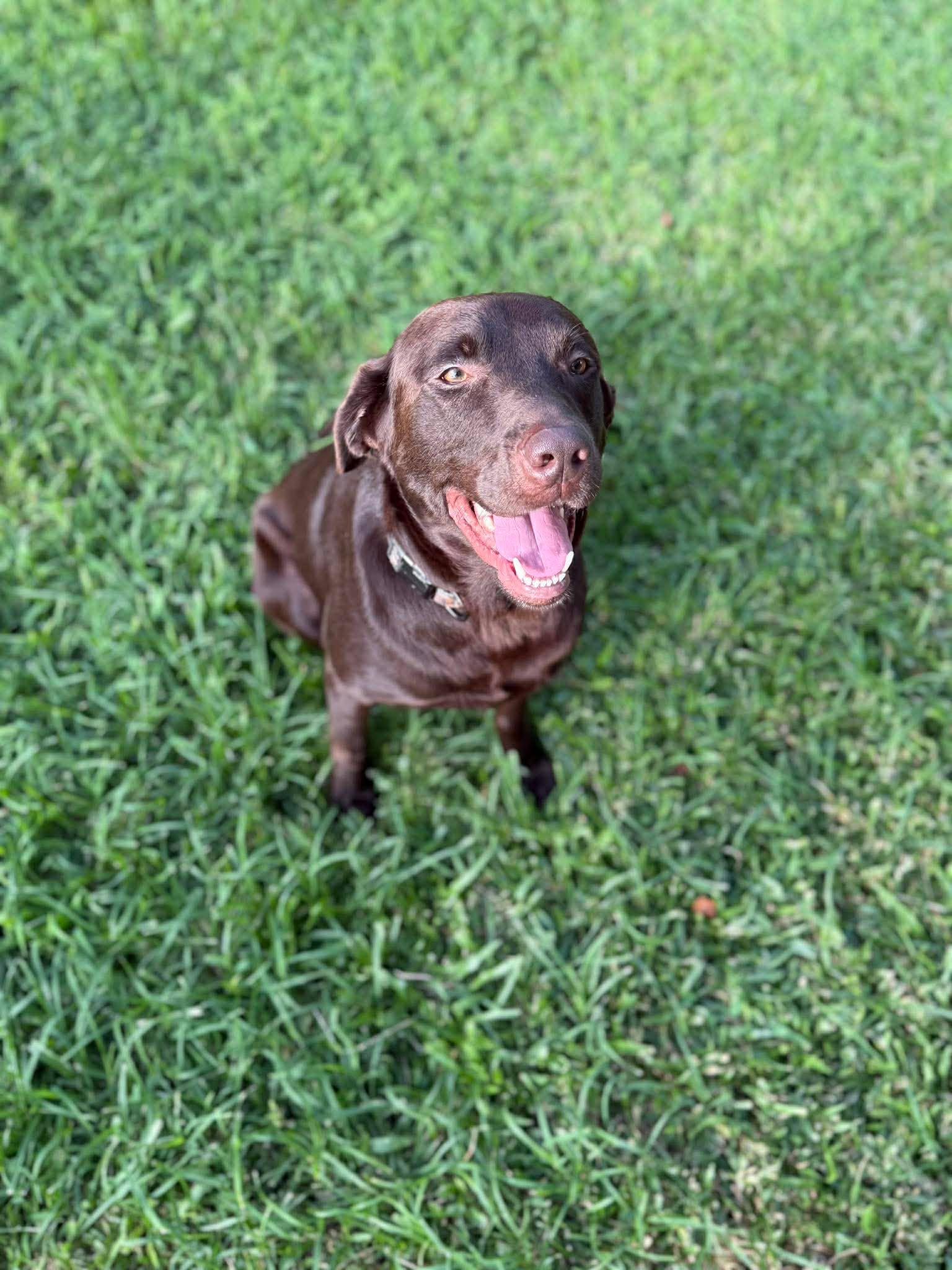 Andy 23, a ADOPTABLE Chocolate Labrador Retriever in Killingworth, CT image 5/6