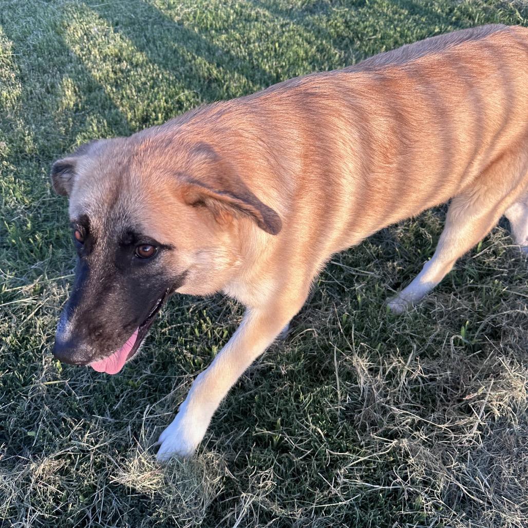 Enlarge Wyatt, a Adoptable mixed breed in Ennis, TX image 2/4