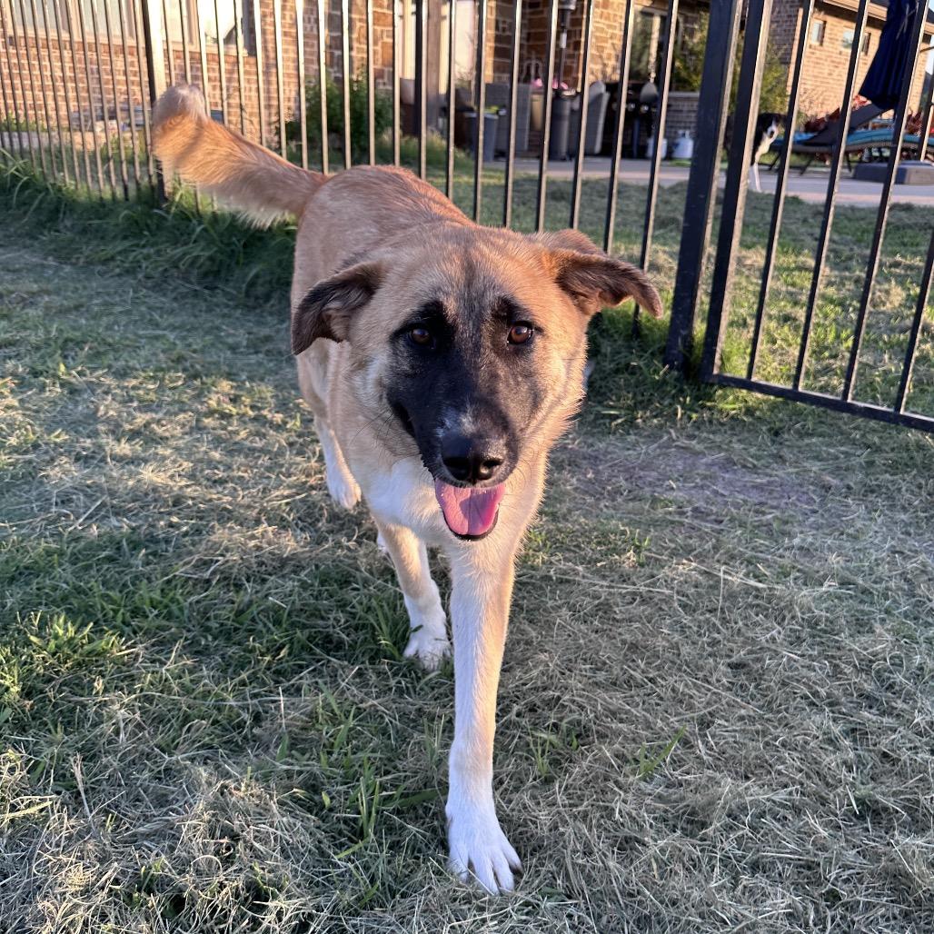 Enlarge Wyatt, a Adoptable mixed breed in Ennis, TX image 4/4