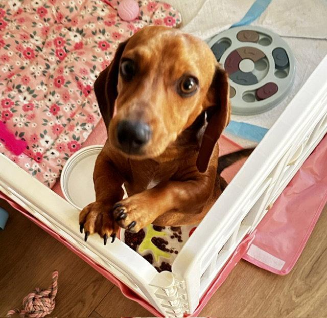 Papi, Adopted, Puppy Male Dachshund.