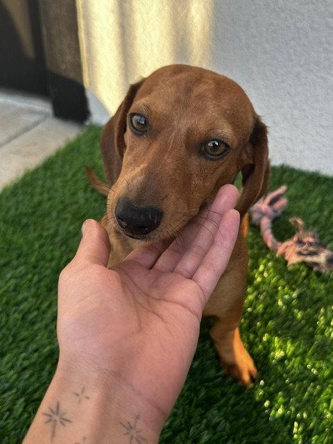 Enlarge Papi, a Adopted Dachshund in Austin, TX image 2/3