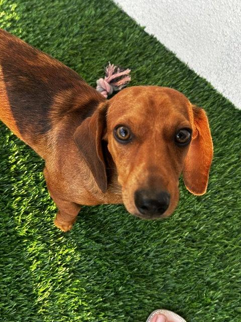 Enlarge Papi, a Adopted Dachshund in Austin, TX image 3/3