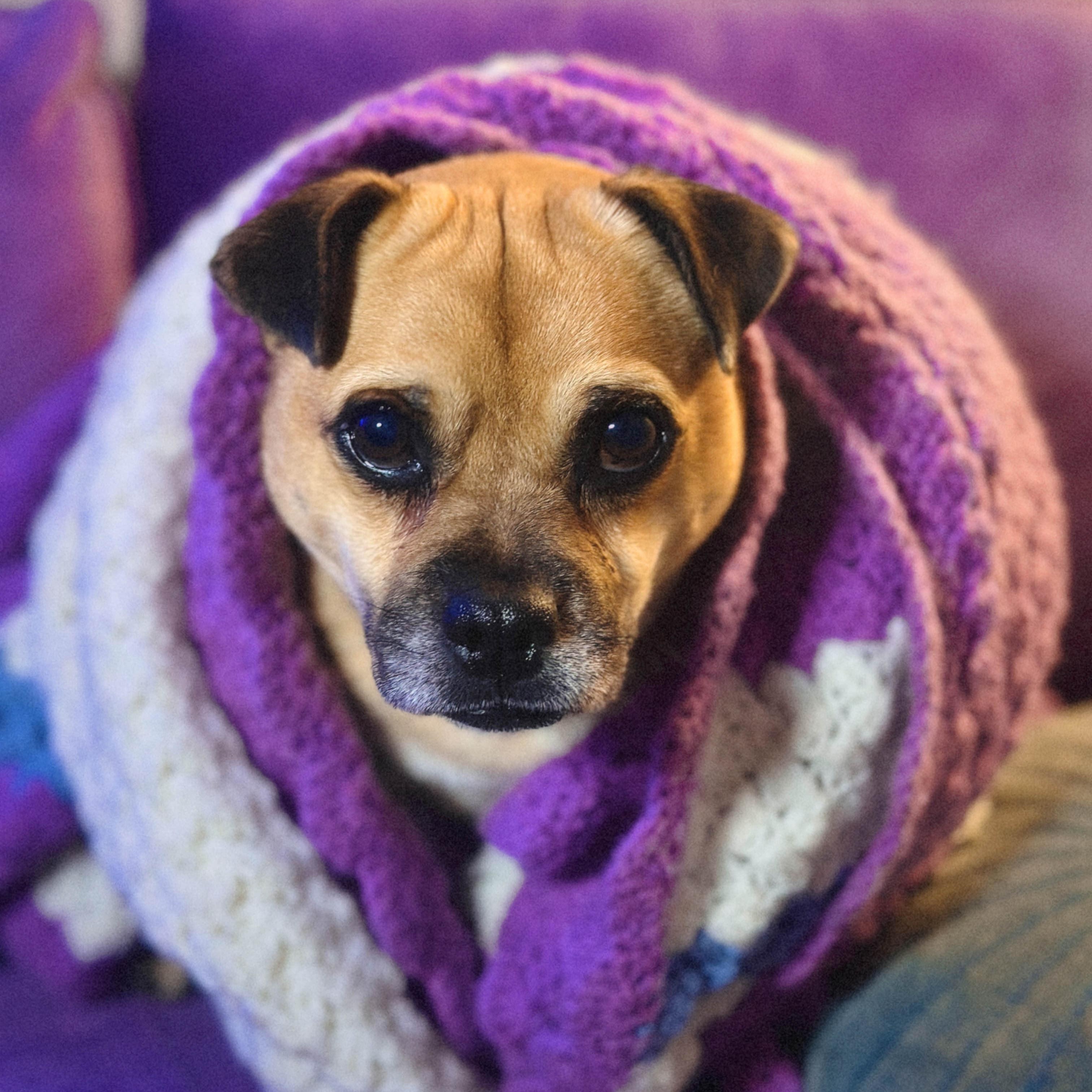 Enlarge Conway, a Adoptable mixed breed in Austin, TX image 2/6