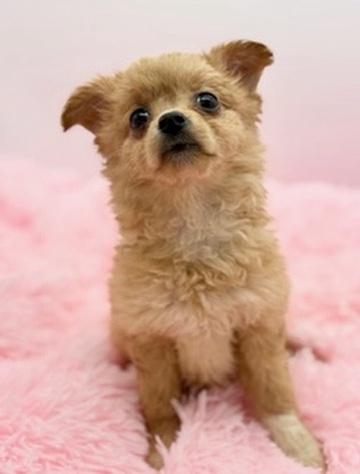 Enlarge Weeble Wobble, a Adoptable mixed breed in Covington, LA image 6/6