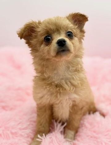 Enlarge Weeble Wobble, a Adoptable mixed breed in Covington, LA image 1/6