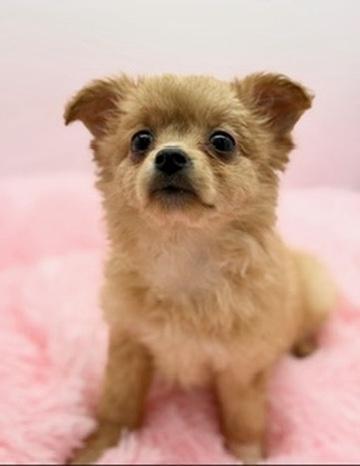 Enlarge Weeble Wobble, a Adoptable mixed breed in Covington, LA image 4/6