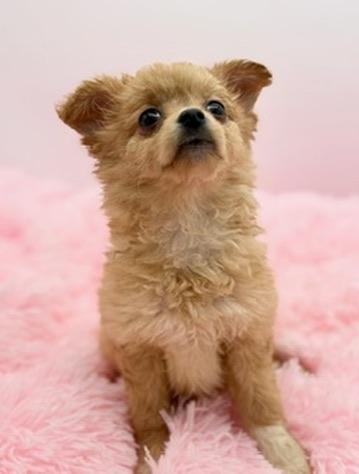 Enlarge Weeble Wobble, a Adoptable mixed breed in Covington, LA image 2/6