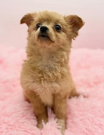 Enlarge Weeble Wobble, a Adoptable mixed breed in Covington, LA image 5/6