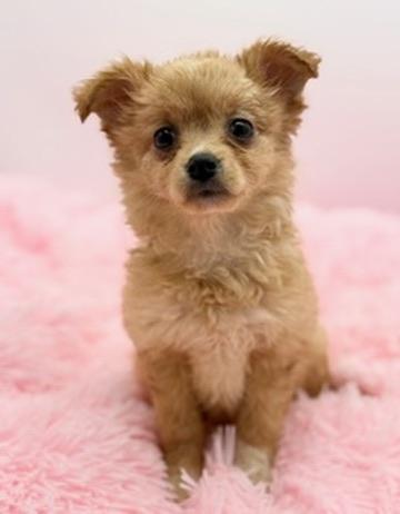 Enlarge Weeble Wobble, a Adoptable mixed breed in Covington, LA image 3/6