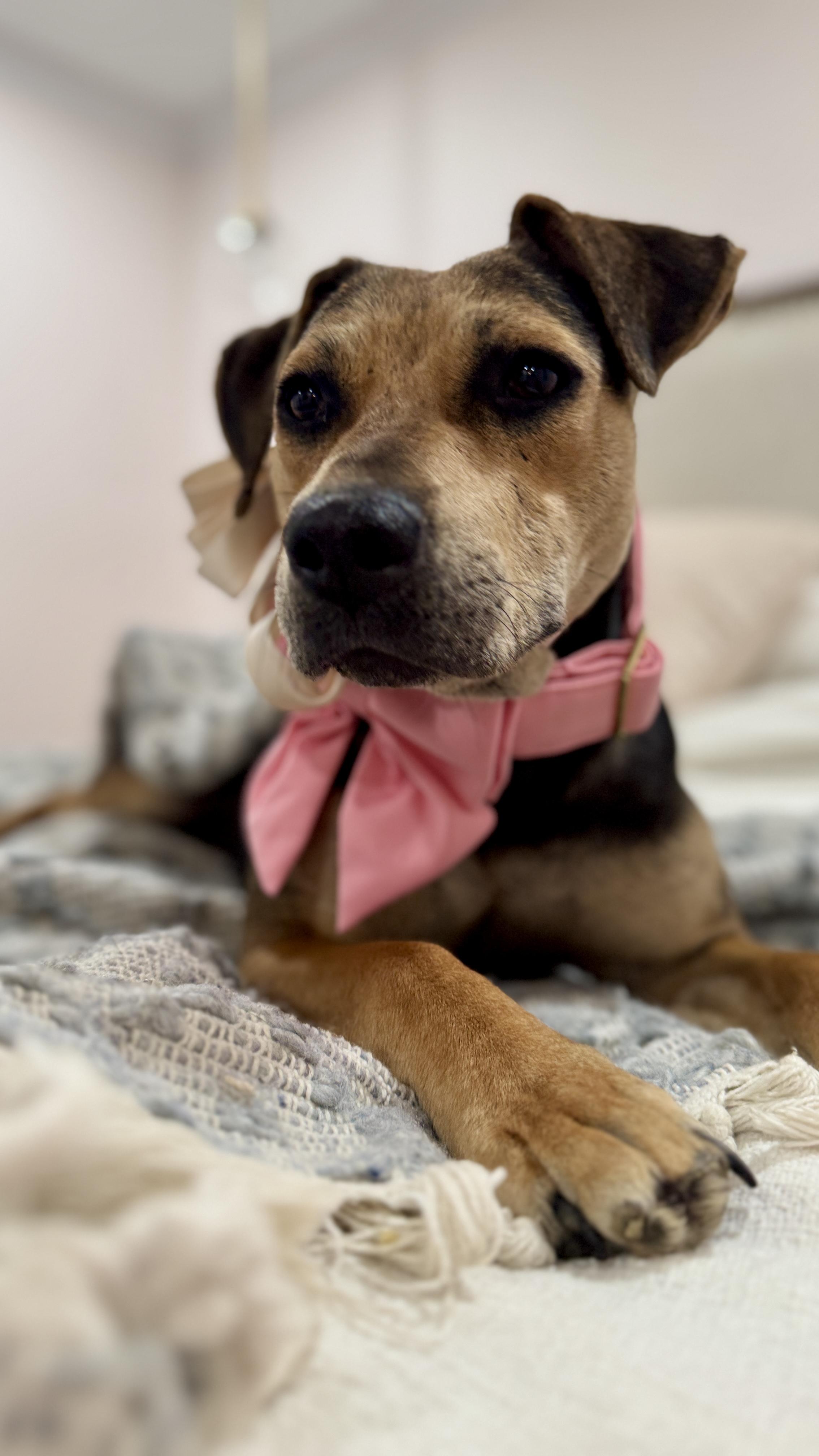 Piper, a Adoptable mixed breed in Potomac, MD image 1/6