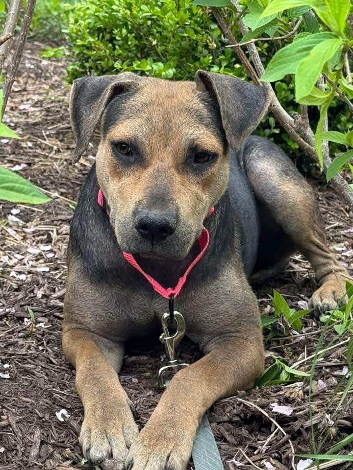 Piper, a Adoptable mixed breed in Potomac, MD image 2/6