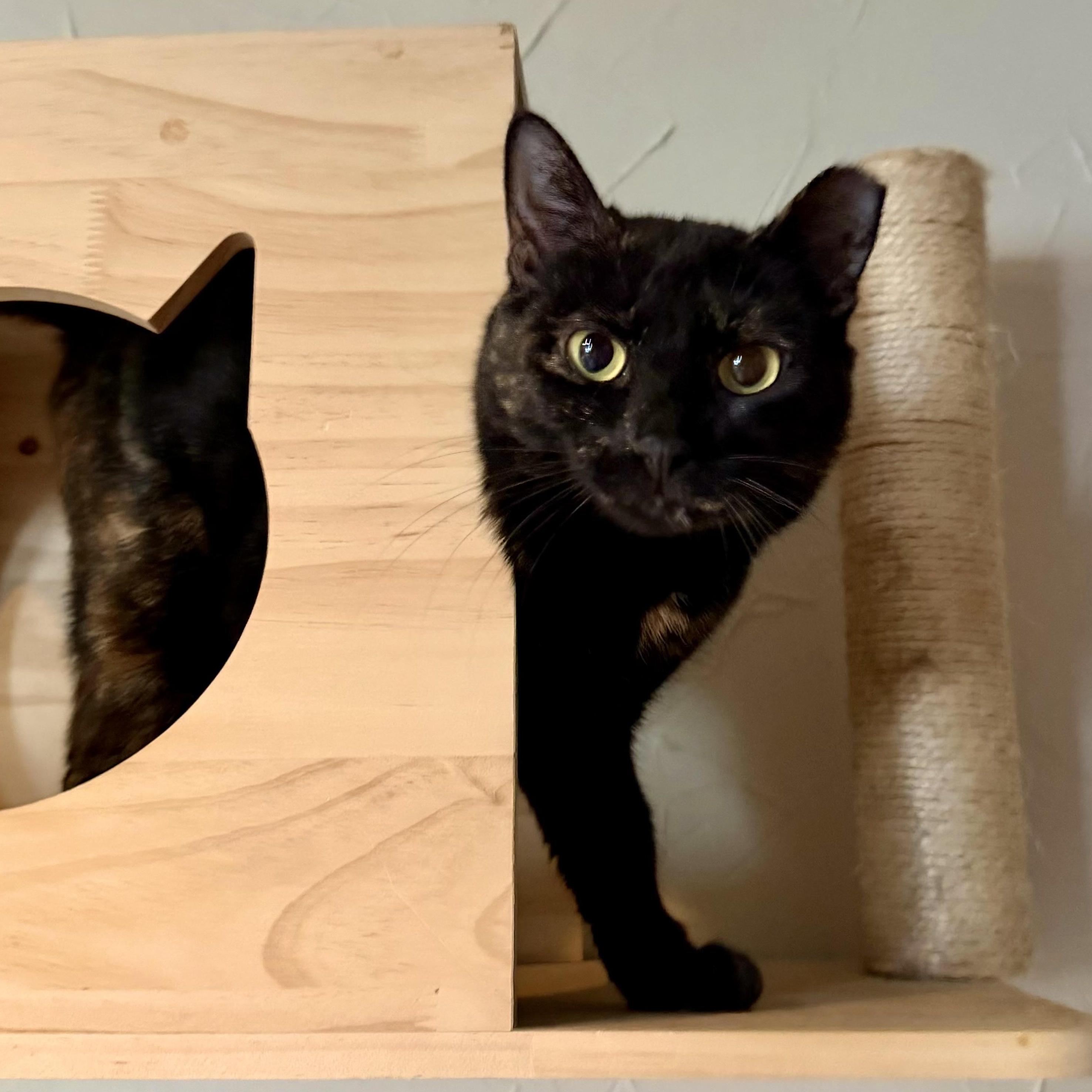 Stevie, ADOPTABLE, Young Female Domestic Short Hair.