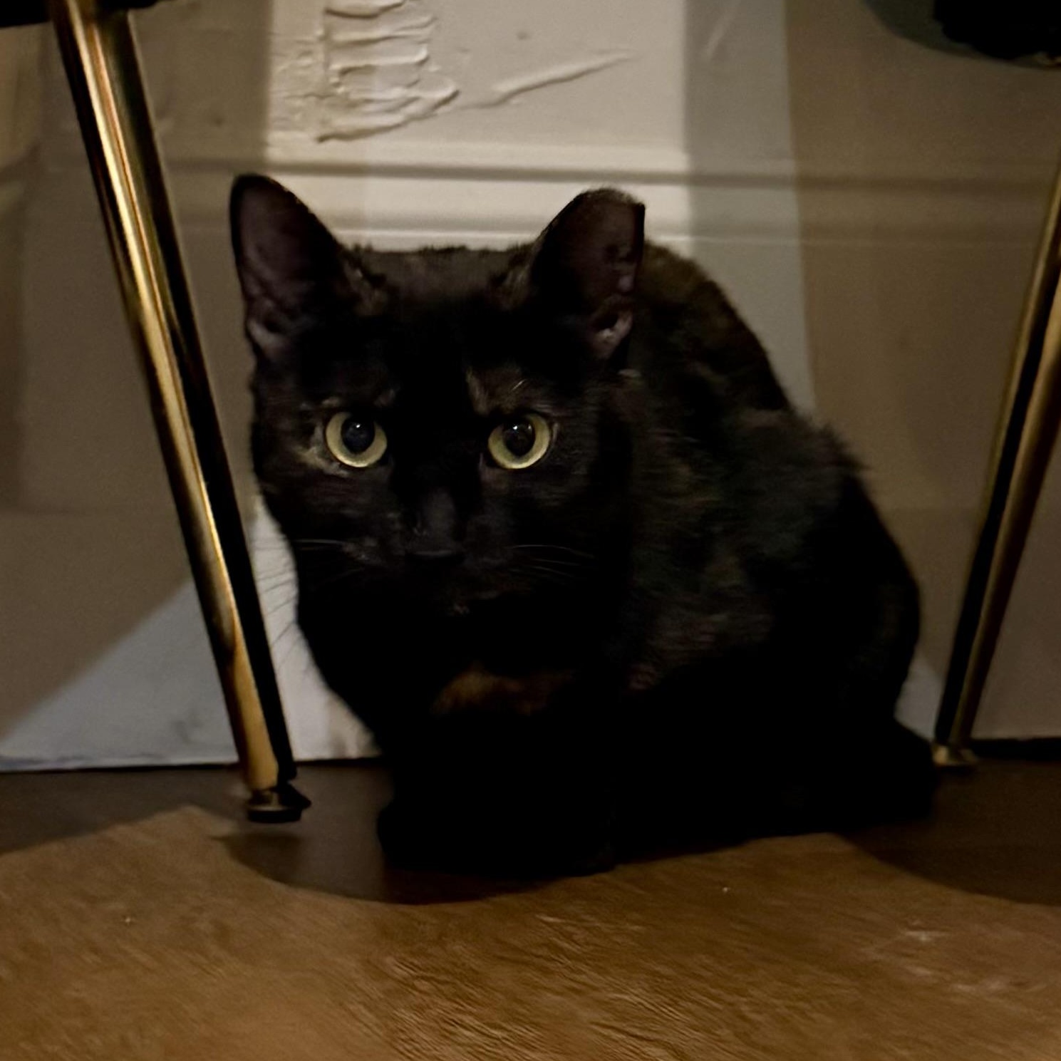 Enlarge Stevie, a ADOPTABLE Domestic Short Hair in Richmond, VA image 3/4