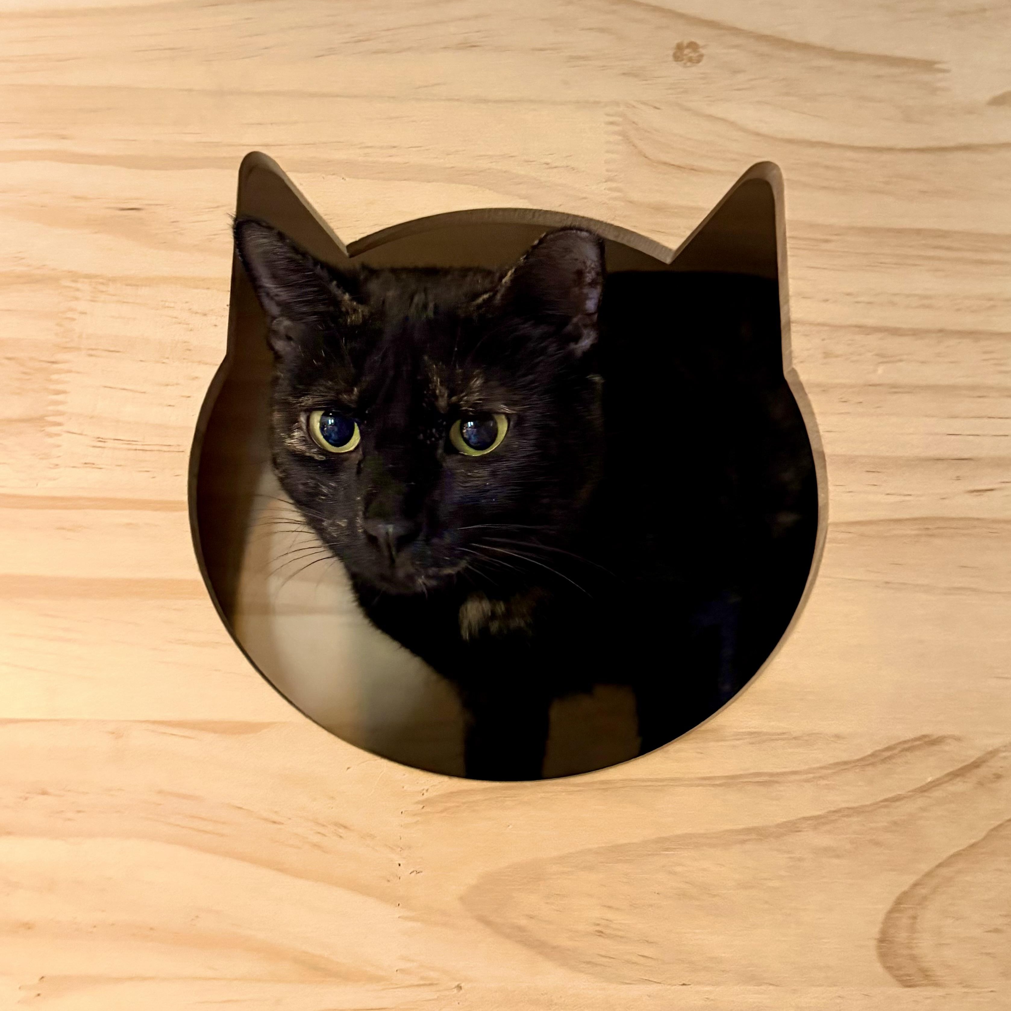 Enlarge Stevie, a ADOPTABLE Domestic Short Hair in Richmond, VA image 4/4