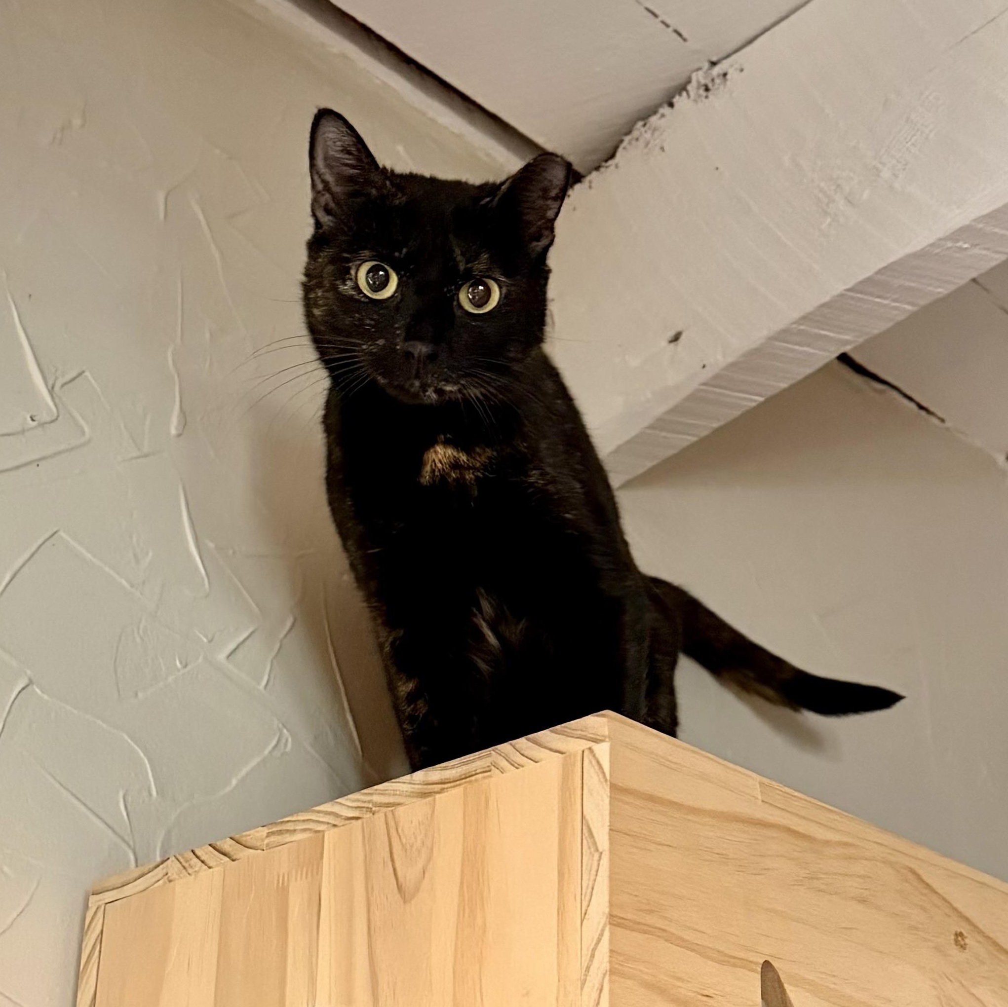 Enlarge Stevie, a ADOPTABLE Domestic Short Hair in Richmond, VA image 2/4