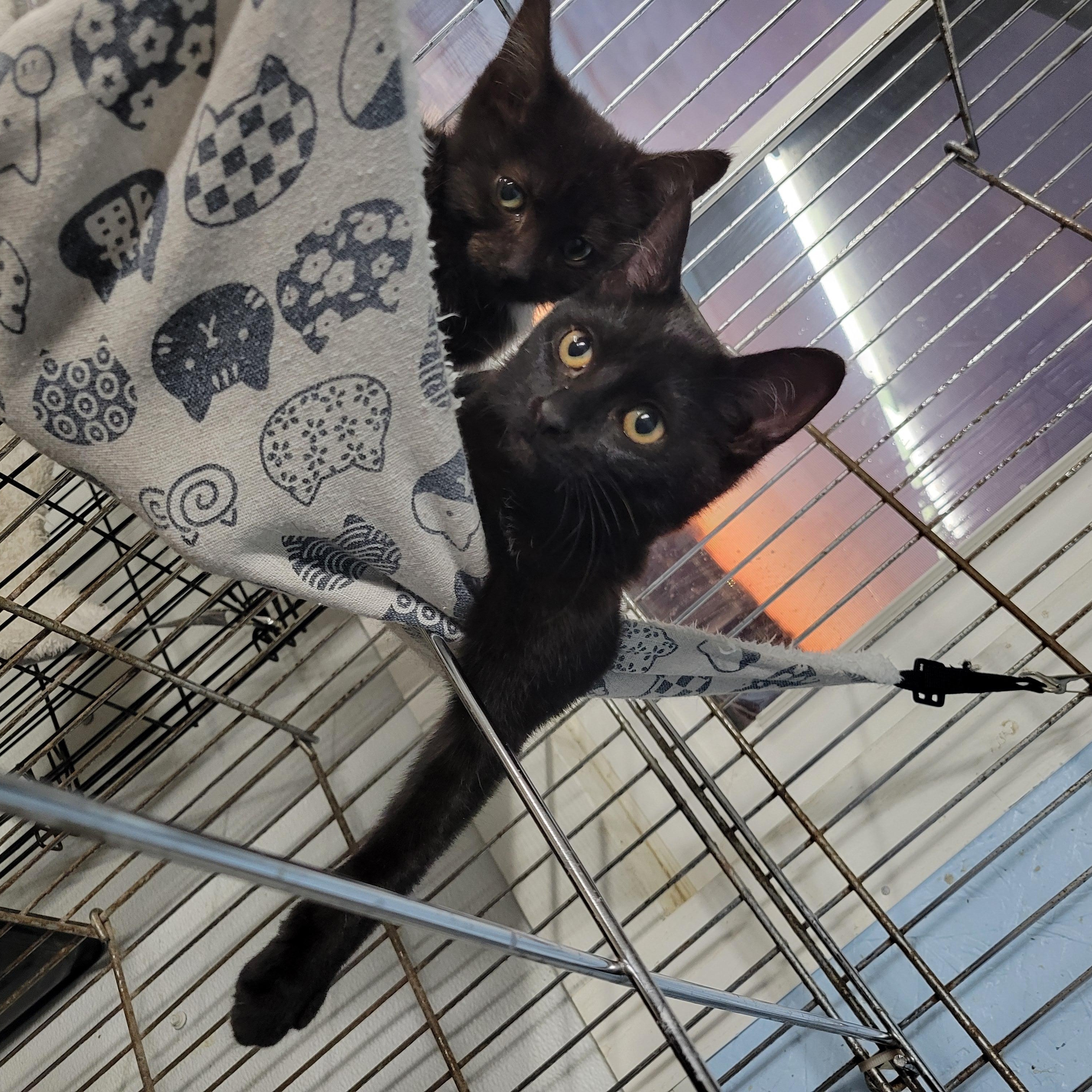 Enlarge Libby, a ADOPTABLE Domestic Short Hair in Clarinda, IA image 2/3