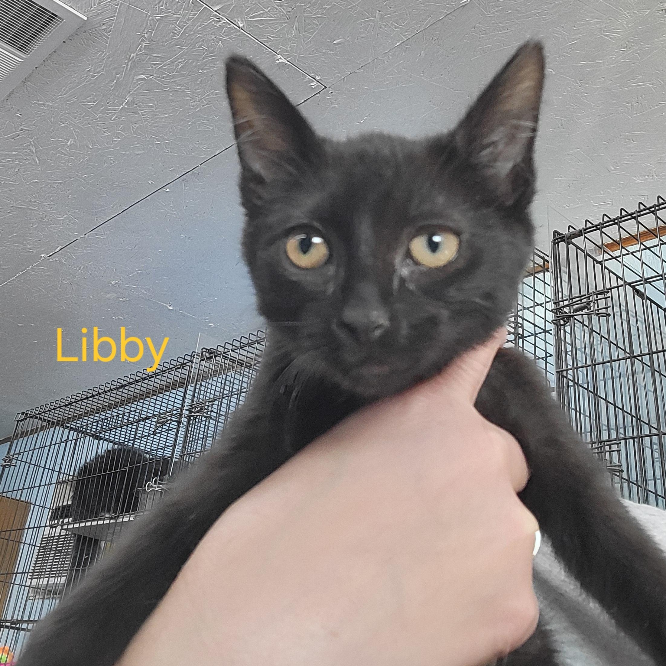 Libby, ADOPTABLE, Kitten Female Domestic Short Hair.