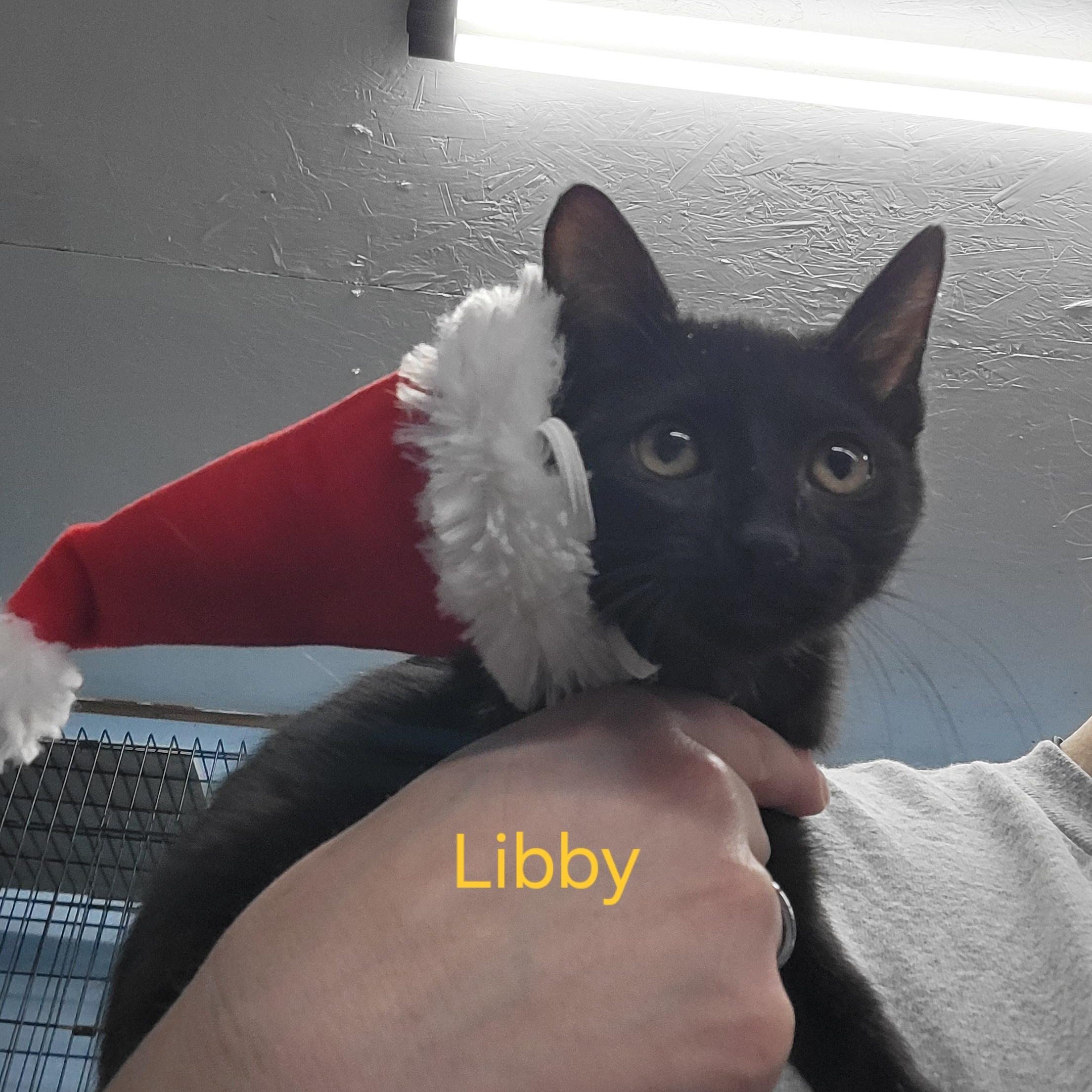 Enlarge Libby, a ADOPTABLE Domestic Short Hair in Clarinda, IA image 3/3